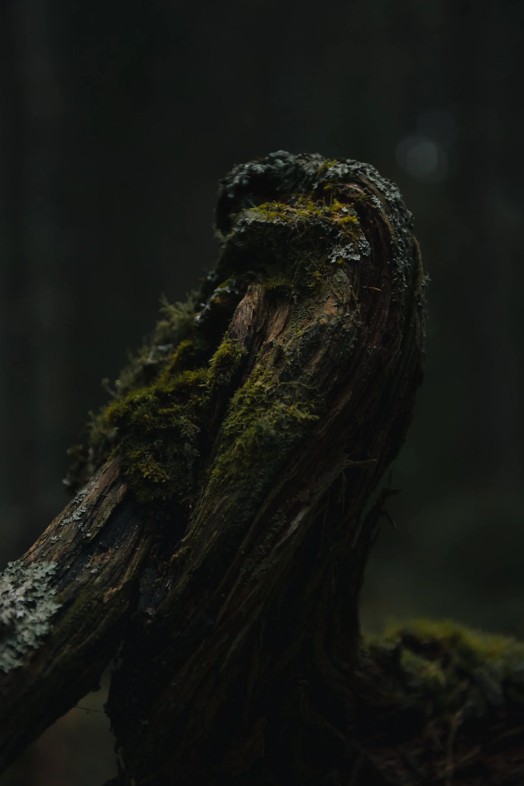 A close-up of a moss-covered, twisted, weathered tree branch in a dark forest.