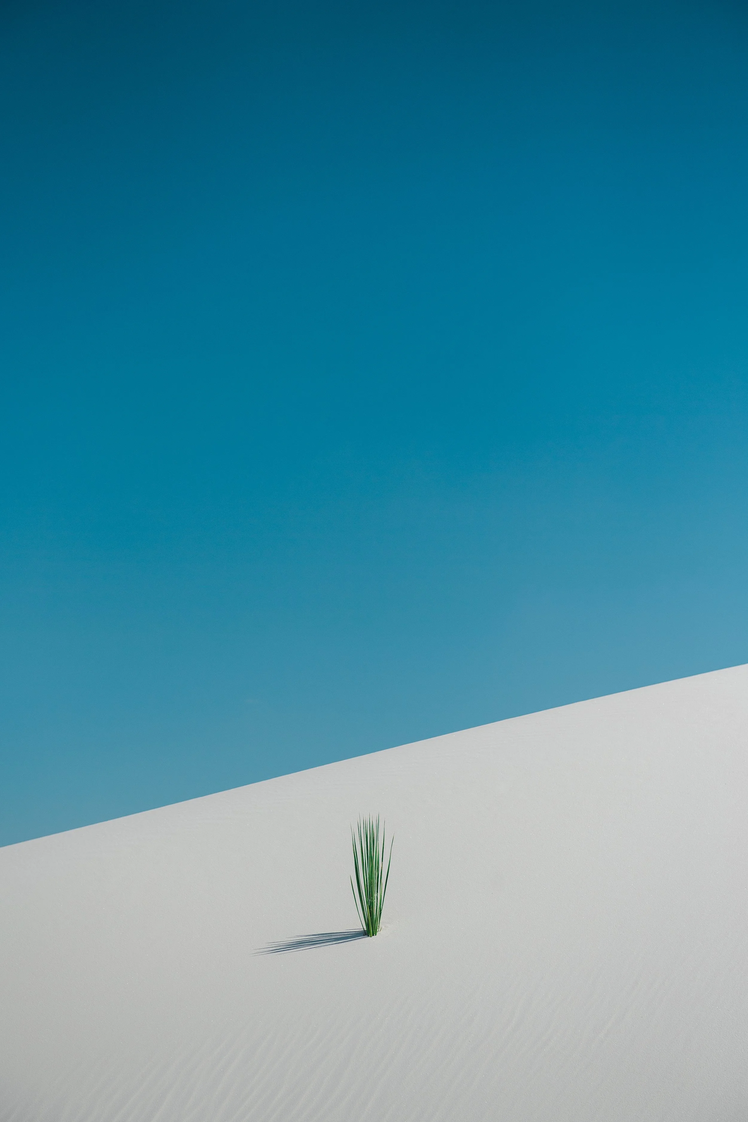 Single green grass sprout on white sand dune under clear blue sky.