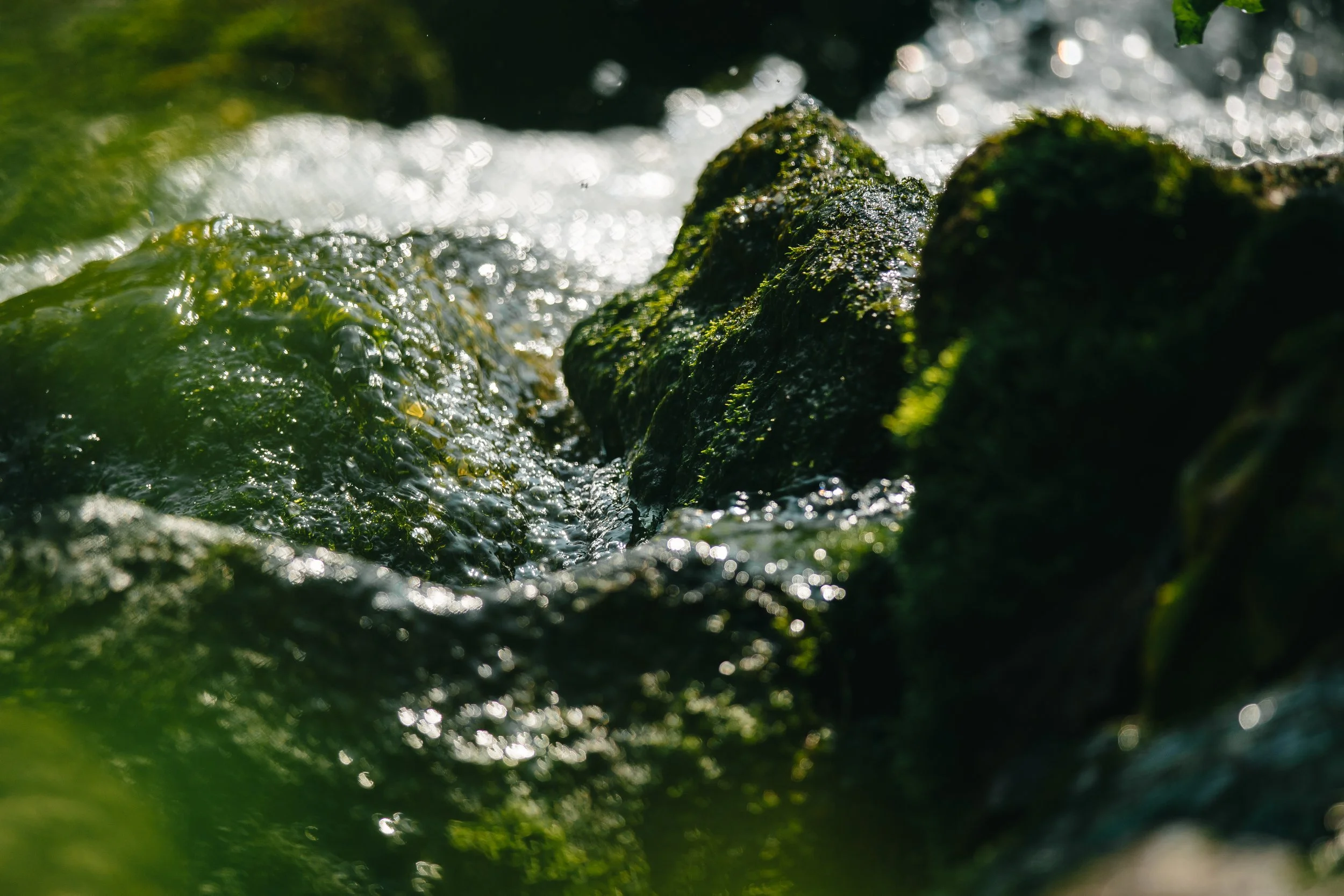 Close-up of moss-covered rocks with running water in a natural setting.