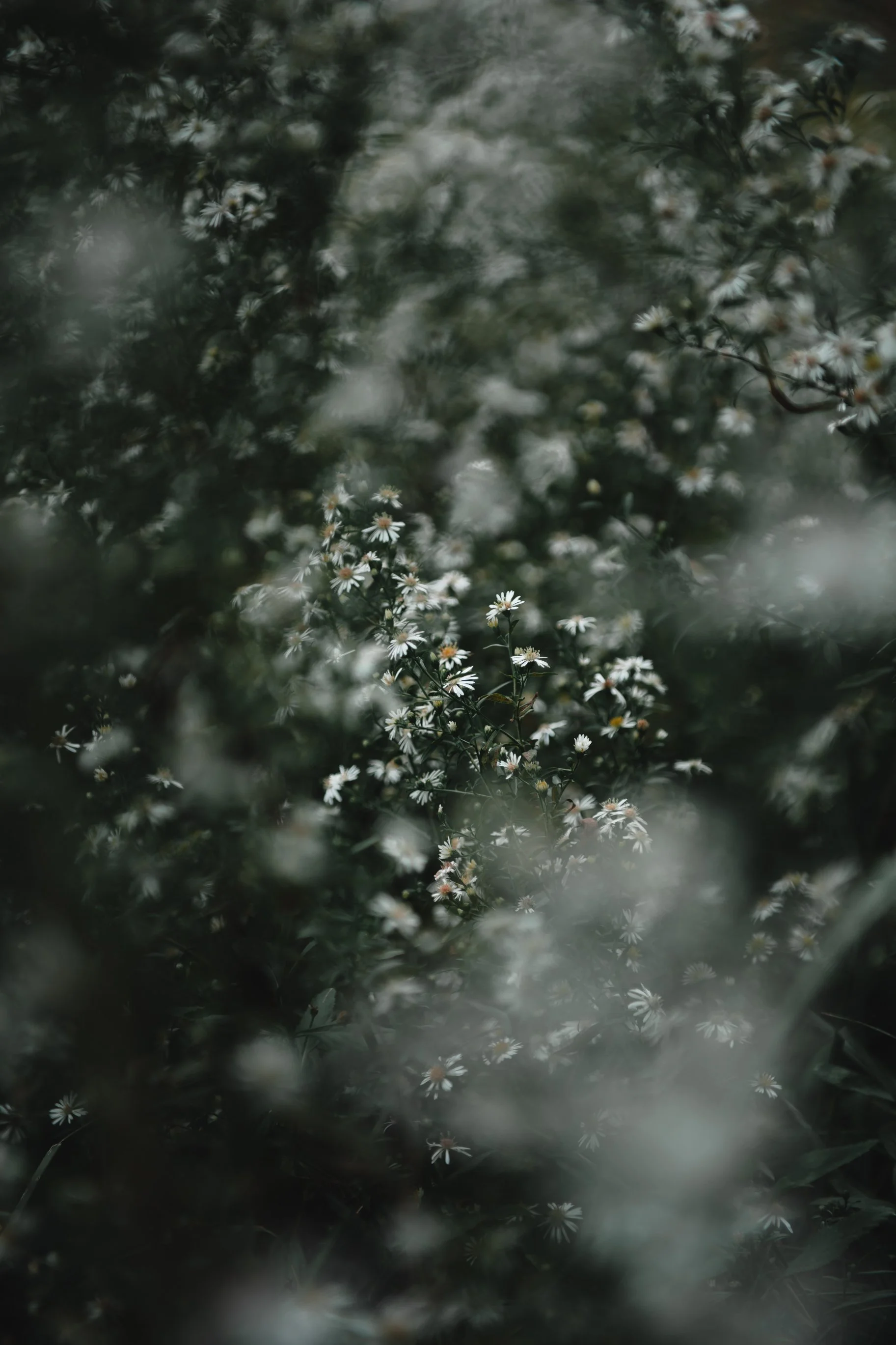 Close-up of small white daisies with yellow centers amidst dark green foliage, softly blurred background.