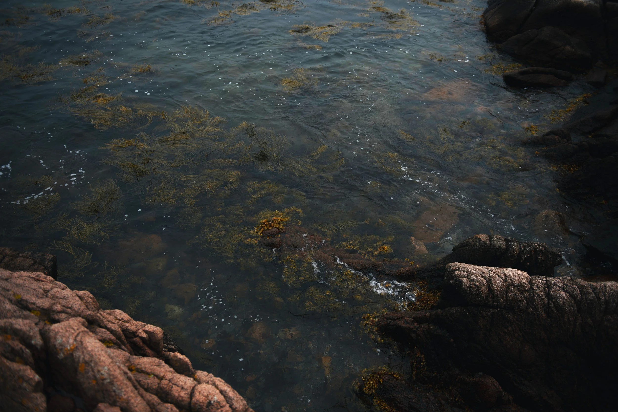 Rocky shoreline with clear water and visible underwater plants and rocks.