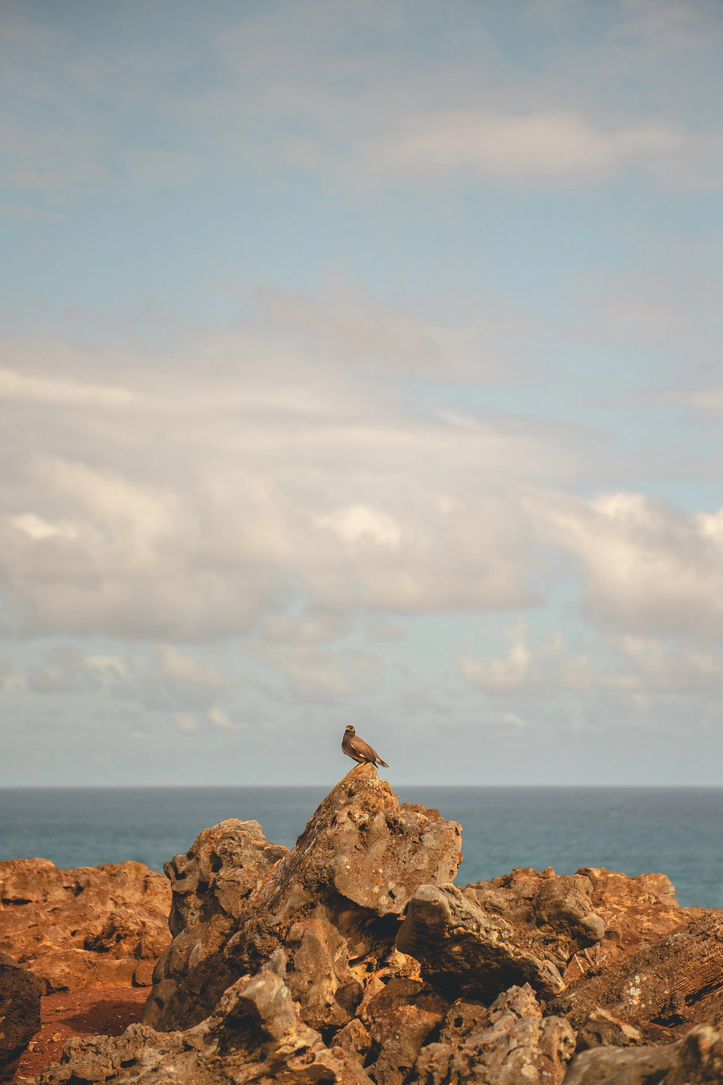 A bird perched on a large rock formation along the coastline with the ocean and a cloudy sky in the background.