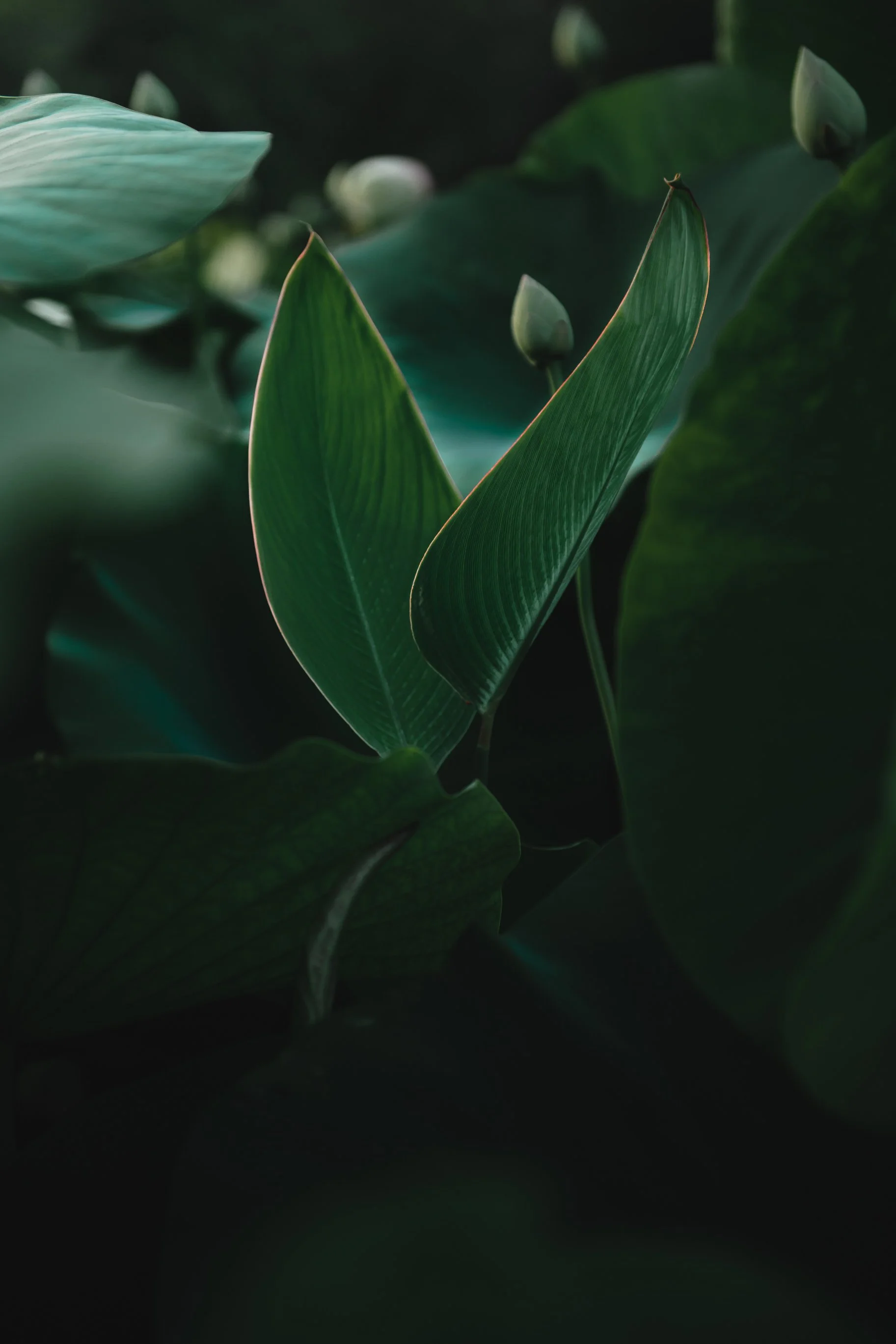 Close-up of green leaves and flower buds in a dark, lush environment.