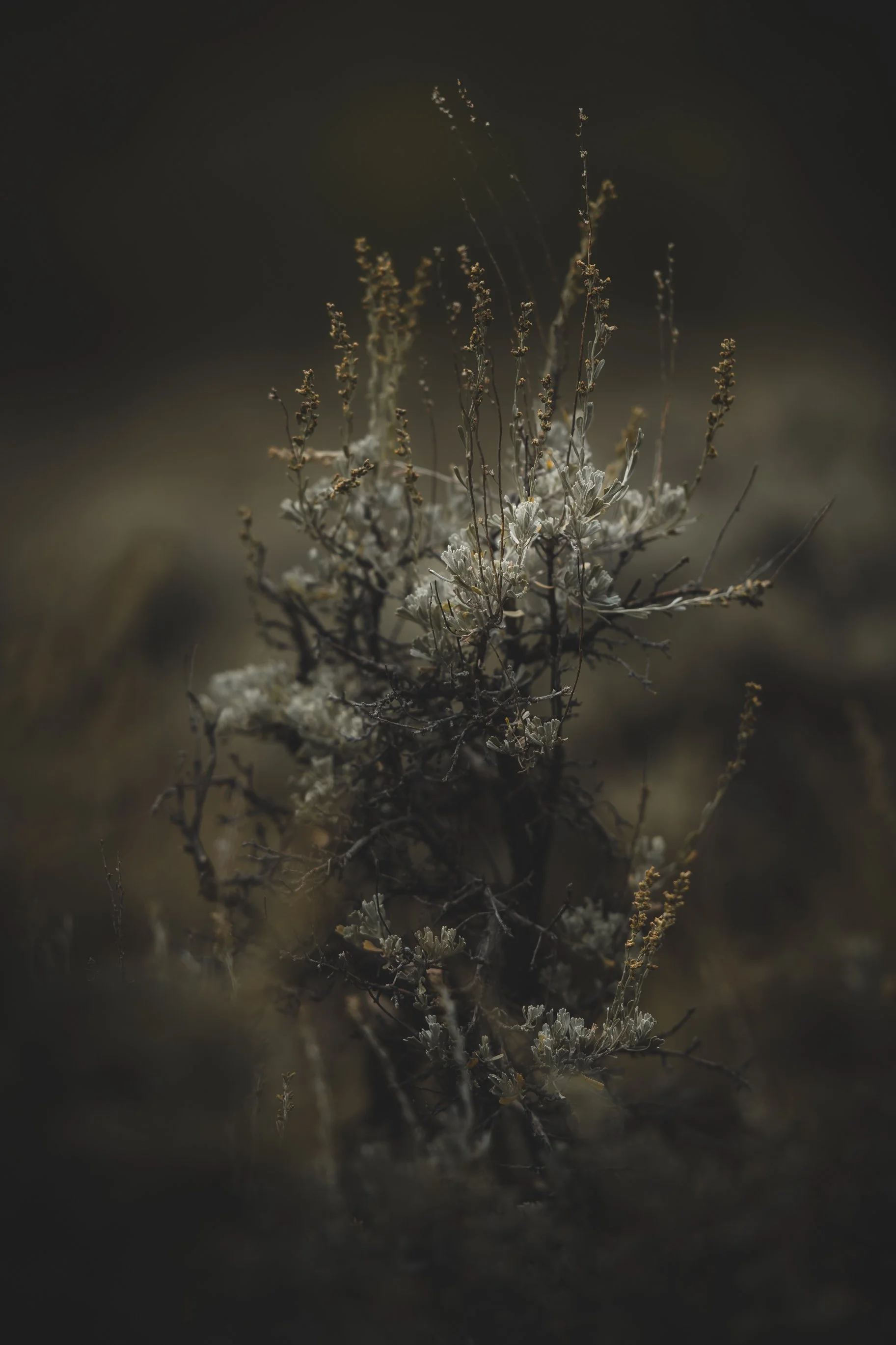 Close-up of dry, small plants with thin stems and sparse leaves against a dark, blurred background.