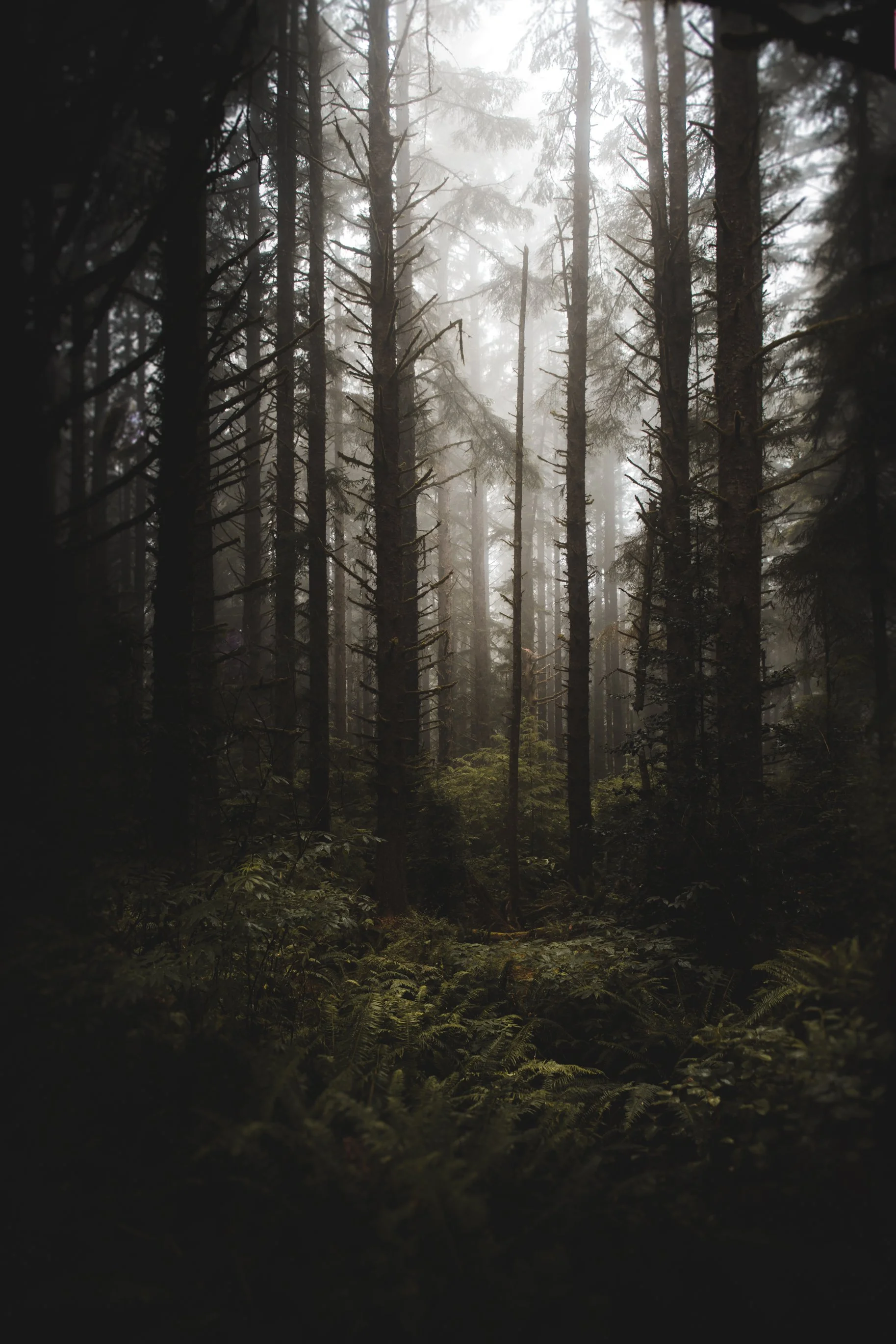 A misty, dense forest with tall, thin trees and lush green undergrowth.