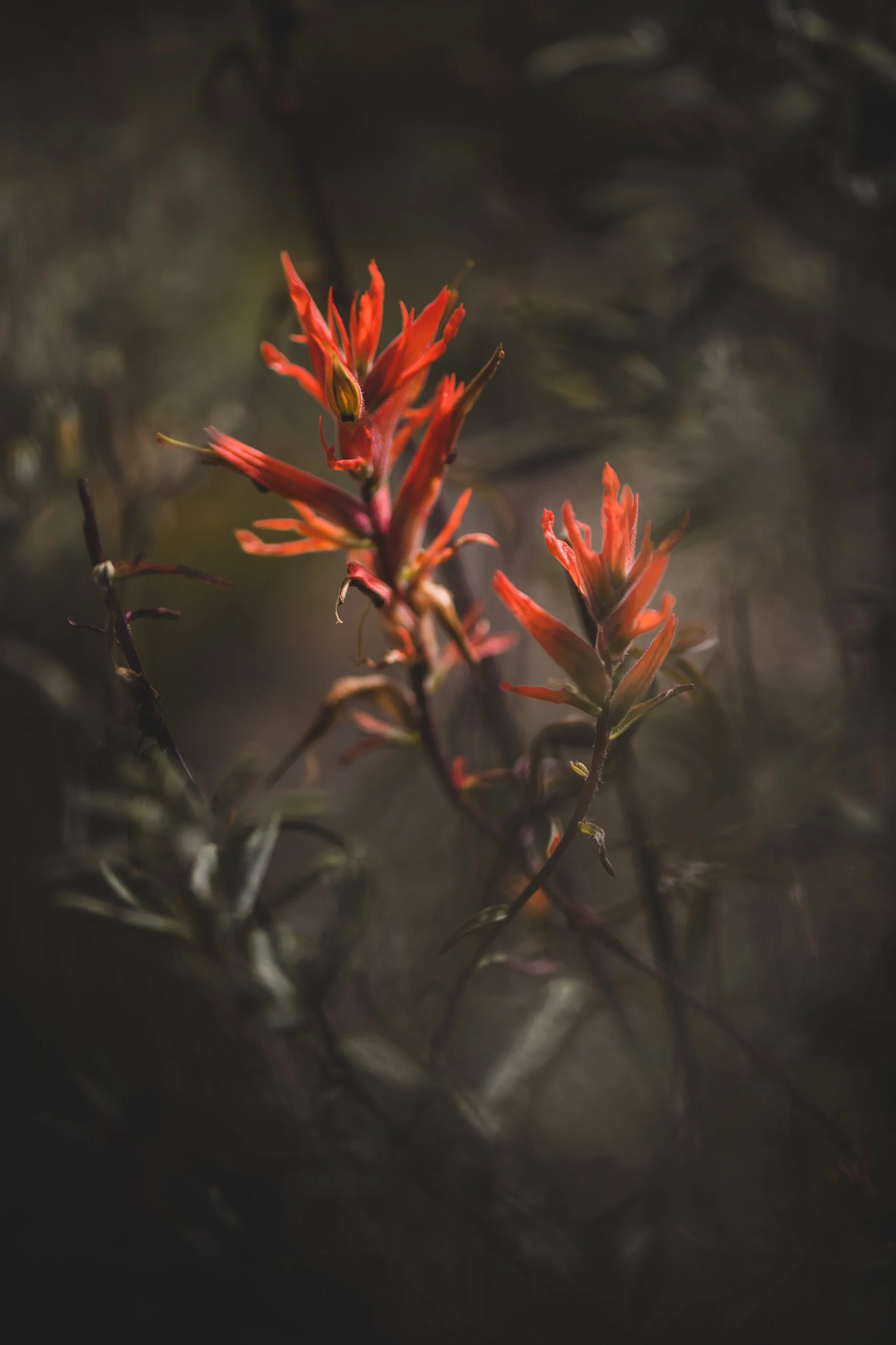 Close-up of a plant with red-orange flowers and dark blurred background.