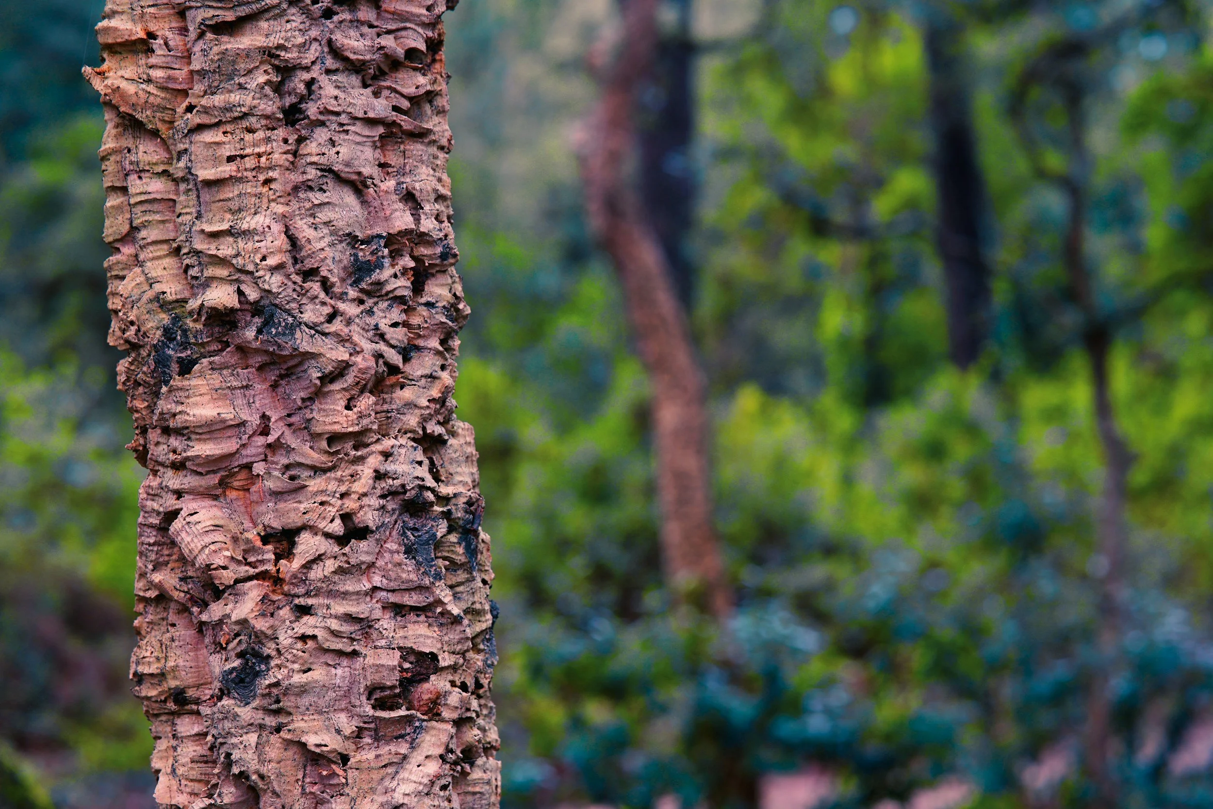 Close-up of rough, textured cork tree bark against a blurred green forest background