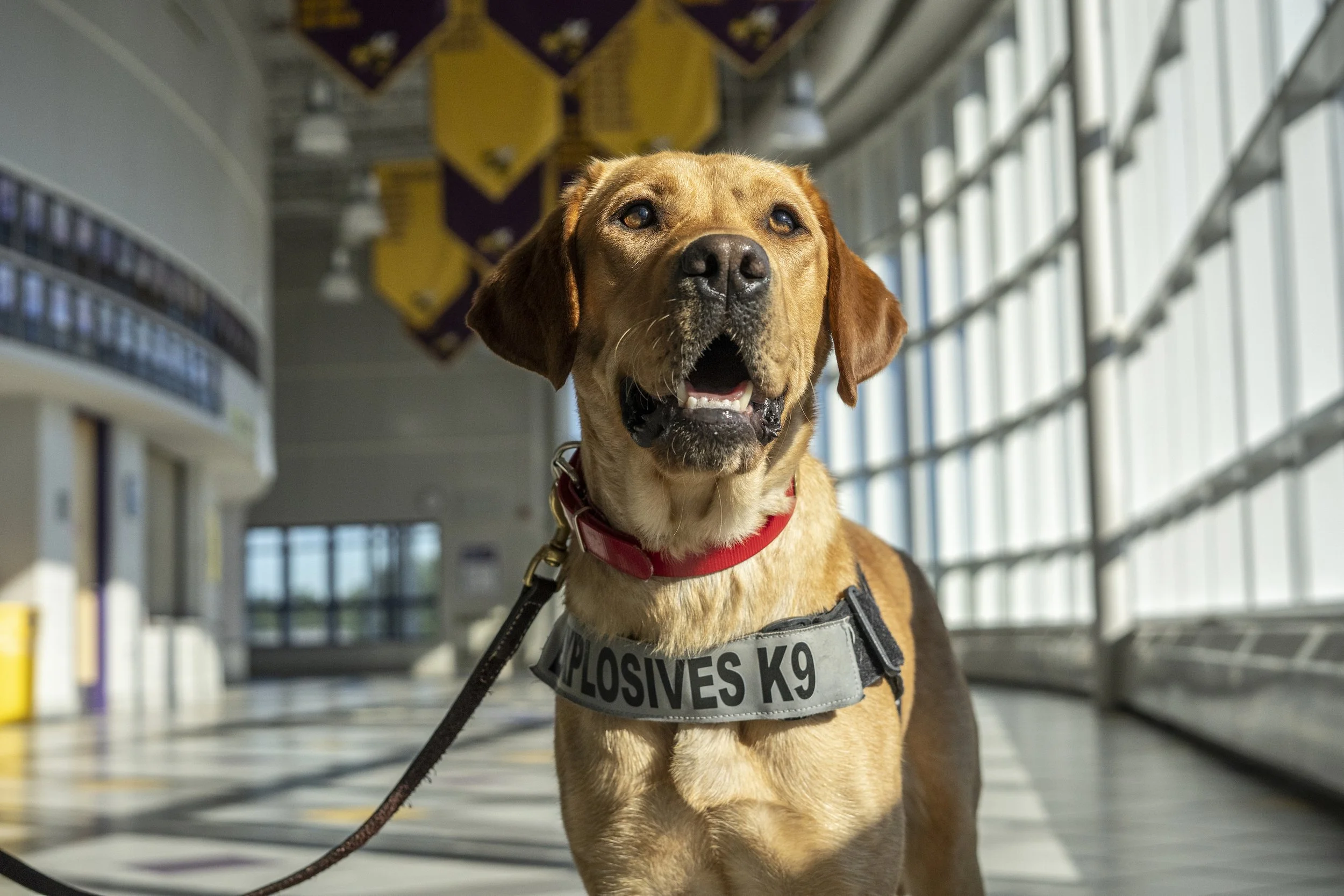 Zebra K9 Launches to Save Lives, Protect Communities with Firearm/Explosives-Detection Safety Dog Teams for Schools, Hospitals, Businesses and Events 