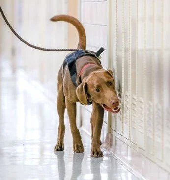 St. Clair Shores Sentinel: Lakeview adds K-9 units to everyday school life