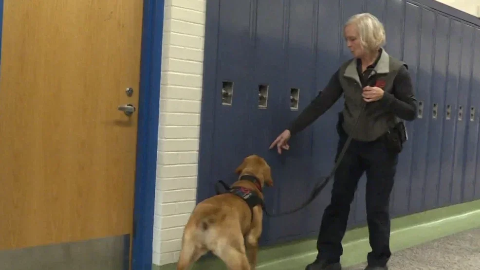 Plainwell schools add Zebra K-9 team to detect firearms, ammunition and support students
