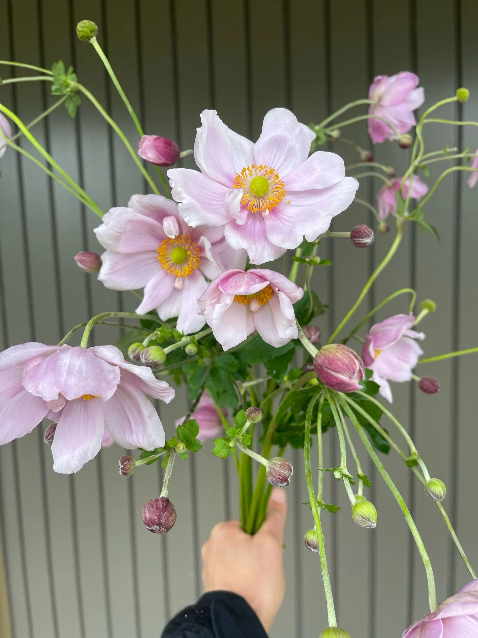 Japanese Anemone, light pink - bare root