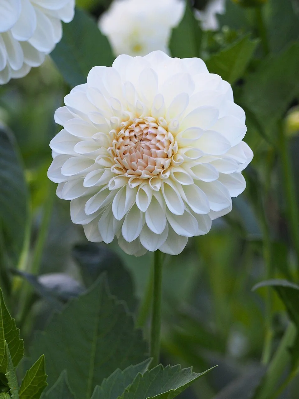 Dahlia_'Boom_Boom_White'_Dalia_2021-09-03_04.jpg