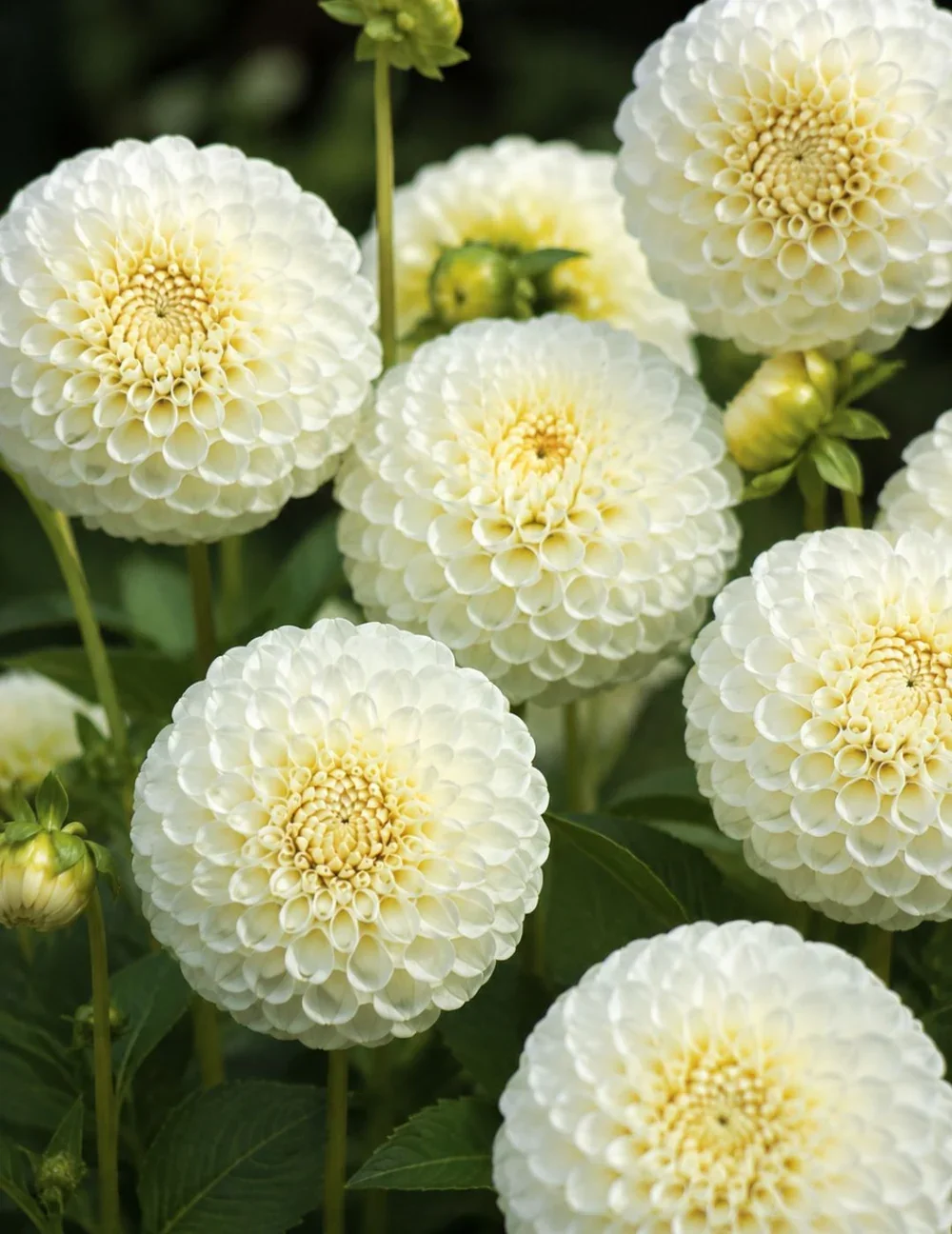 Dahlia_Snowlake_9bff8892-2e9d-402e-bb97-db0b370d296c.jpg.webp