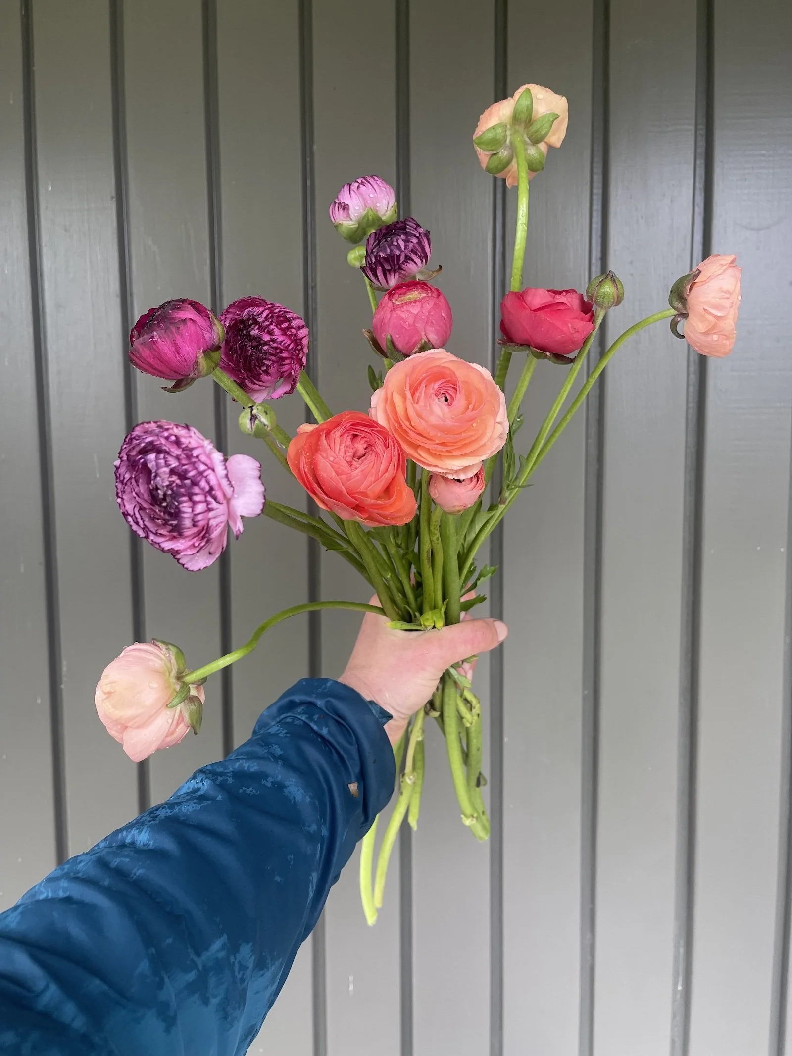 Ranunculus bunch