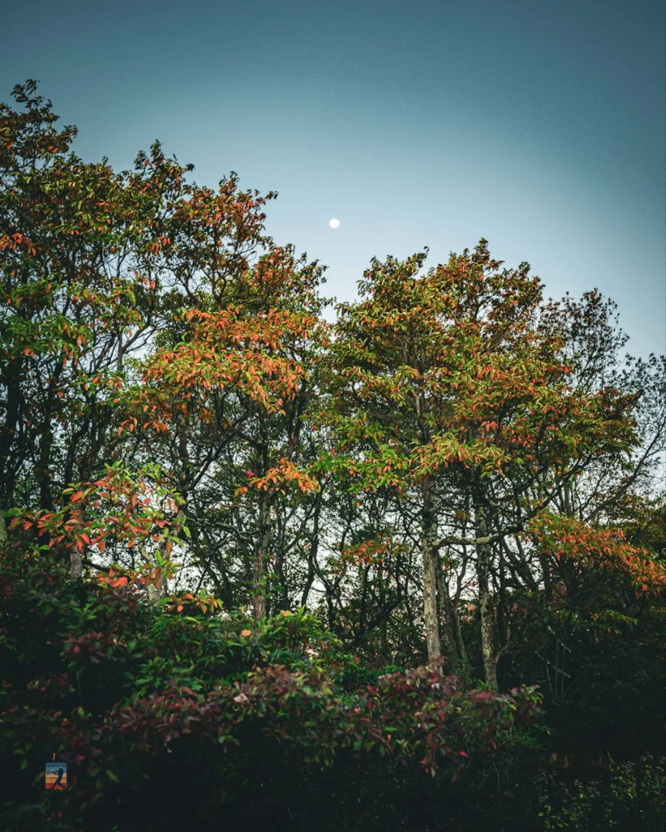 I went up to the top of the &ldquo;mountain&rdquo; in the Poconos in Eastern PA this morning to #bigpoconostatepark to watch the sunrise and do some leaf peeping.  Had the moon set going on as well as the sunrise. 

#leafpeeping #sony1635gm #sonyalph
