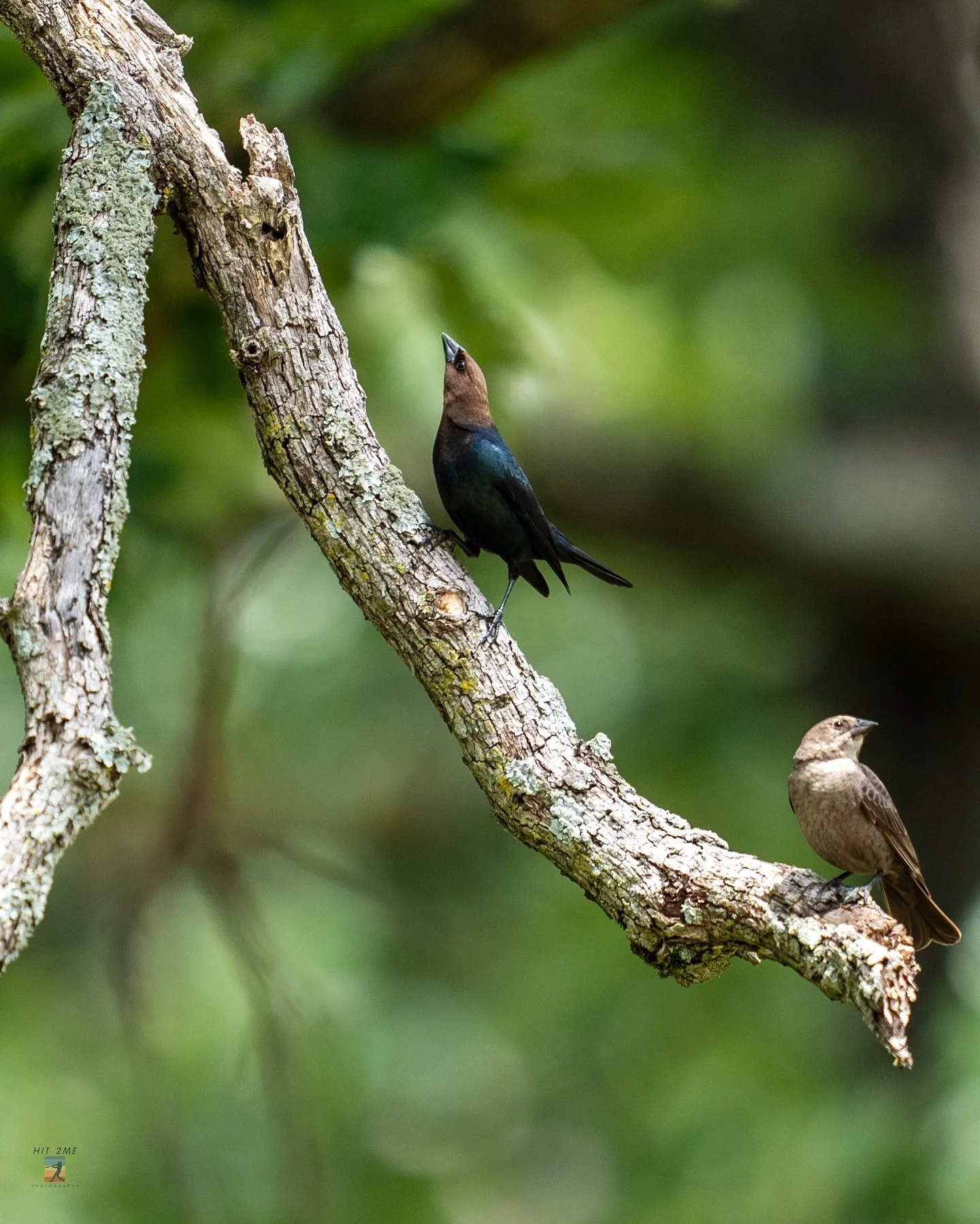 Earlier this summer I rented the #sony400mmf28 and the #sonya9iii and was playing around in the back yard.  Was able to catch these two guys.