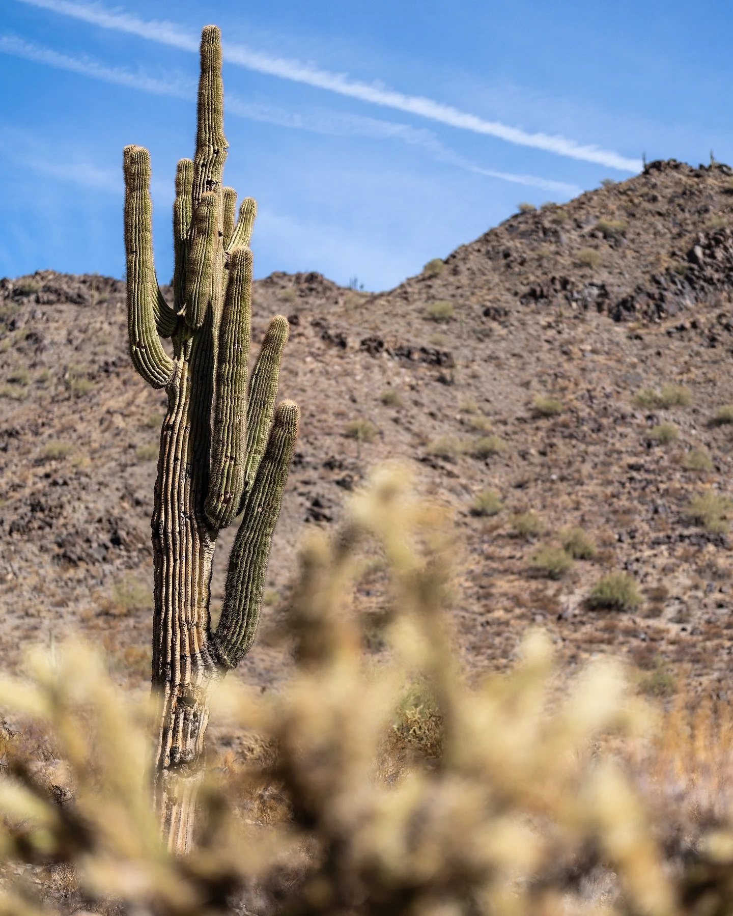 @lolo1388 and I made it out to Sun City West mid afternoon on Thanksgiving to spend the holiday with Katie.  This afternoon before we smashed Portillos, we made it out on a hike.  I took the opportunity to test out the new #sony50mmf12gm lens on some