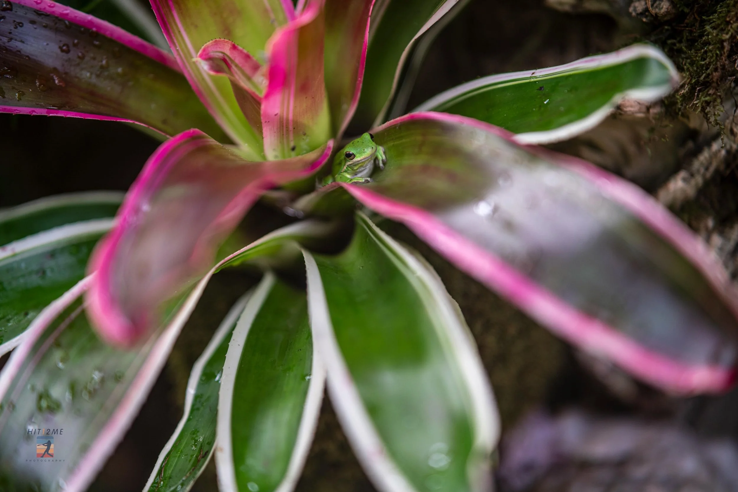 Going through some older photos that I had never edited and pulling out some to share.  This was at #reptilegardens when @lolo1388 and I were living in Rapid City 3 years ago.

#sonyalpha #sonya7r5