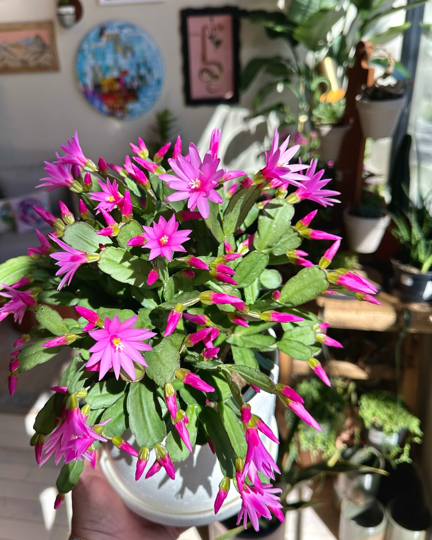 spring cactus magic ✨

#plantsandothergoods