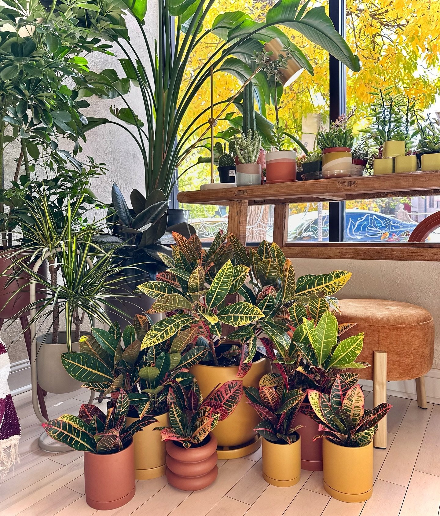 fall is (finally) in the air and it&rsquo;s time for the autumn color palette to shine 💛🧡🤎 crotons have always been a fall favorite of ours and we are loving the way they look with the changing leaves outside 😍🍂🍁

#plantsandothergoods