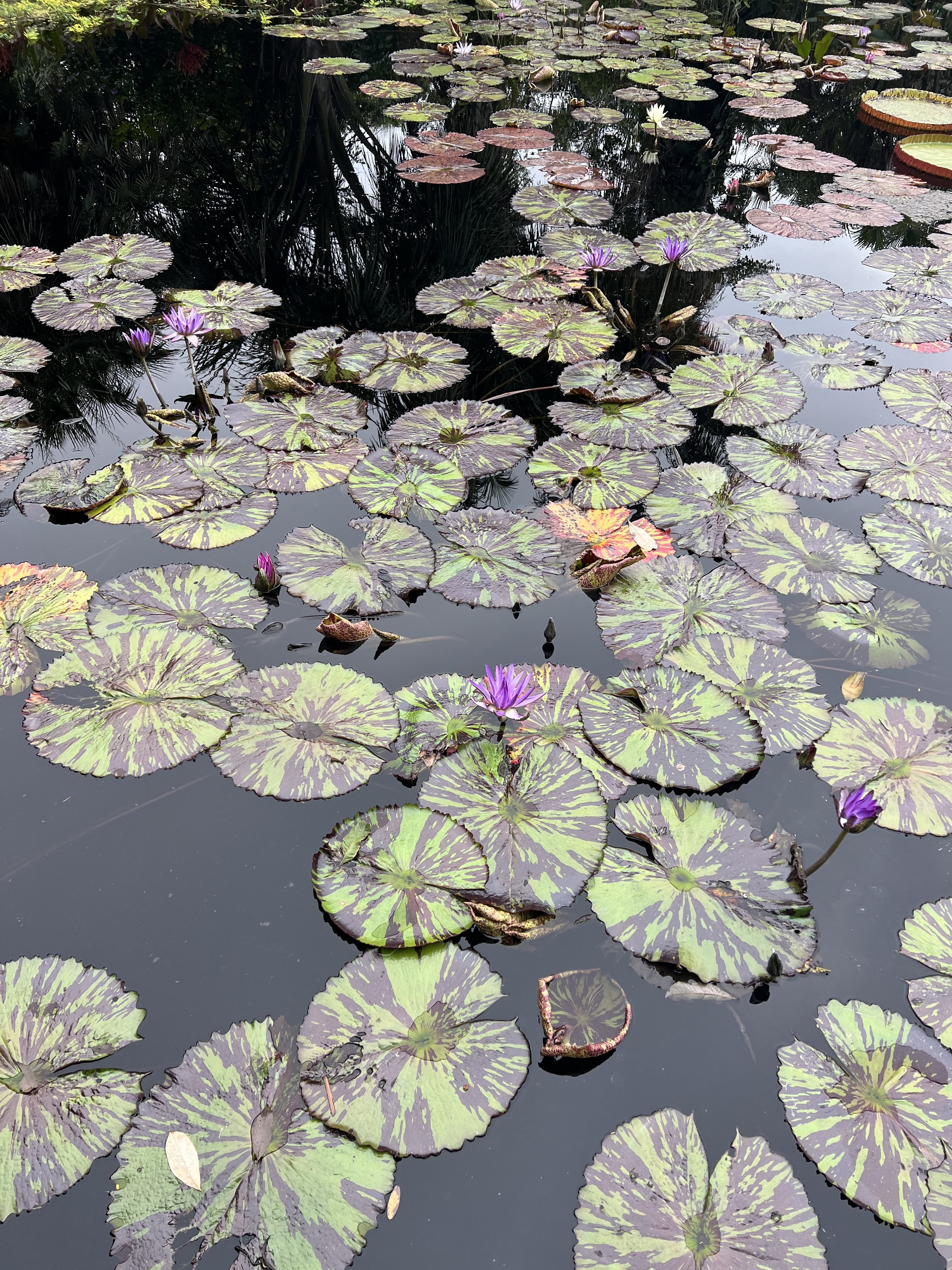 A pond filled with floating lily pads, some with purple water lilies in bloom, reflecting the sky and surrounding foliage.
