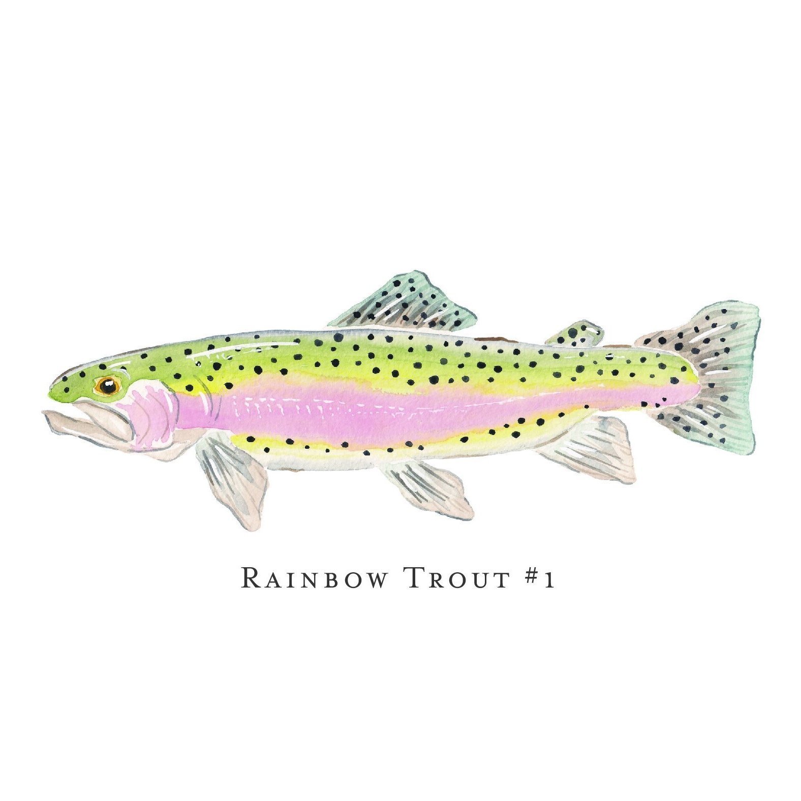 rainbow%25252Btrout%25252B%252525231-01.jpg