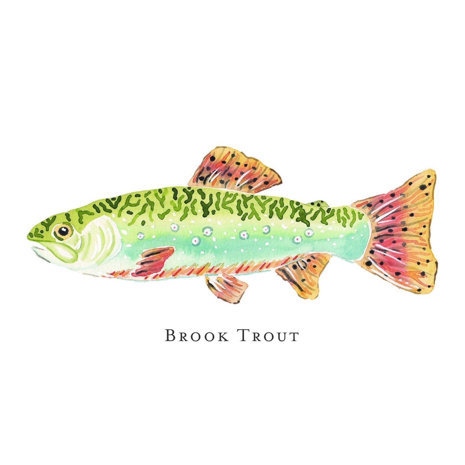 Brook%25252BTrout%25252B-01.jpg
