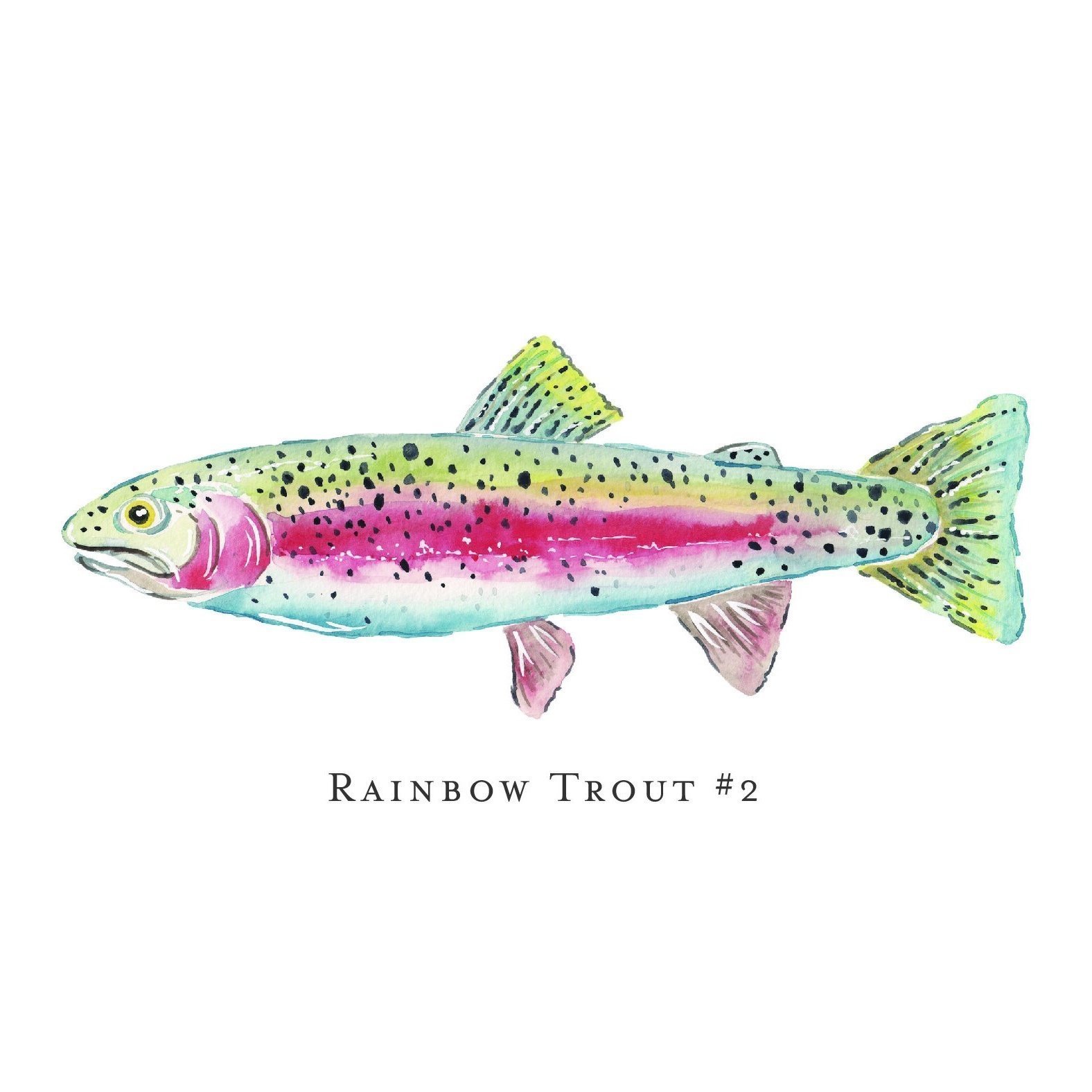 rainbow%25252Btrout%25252B%252525232-01.jpg