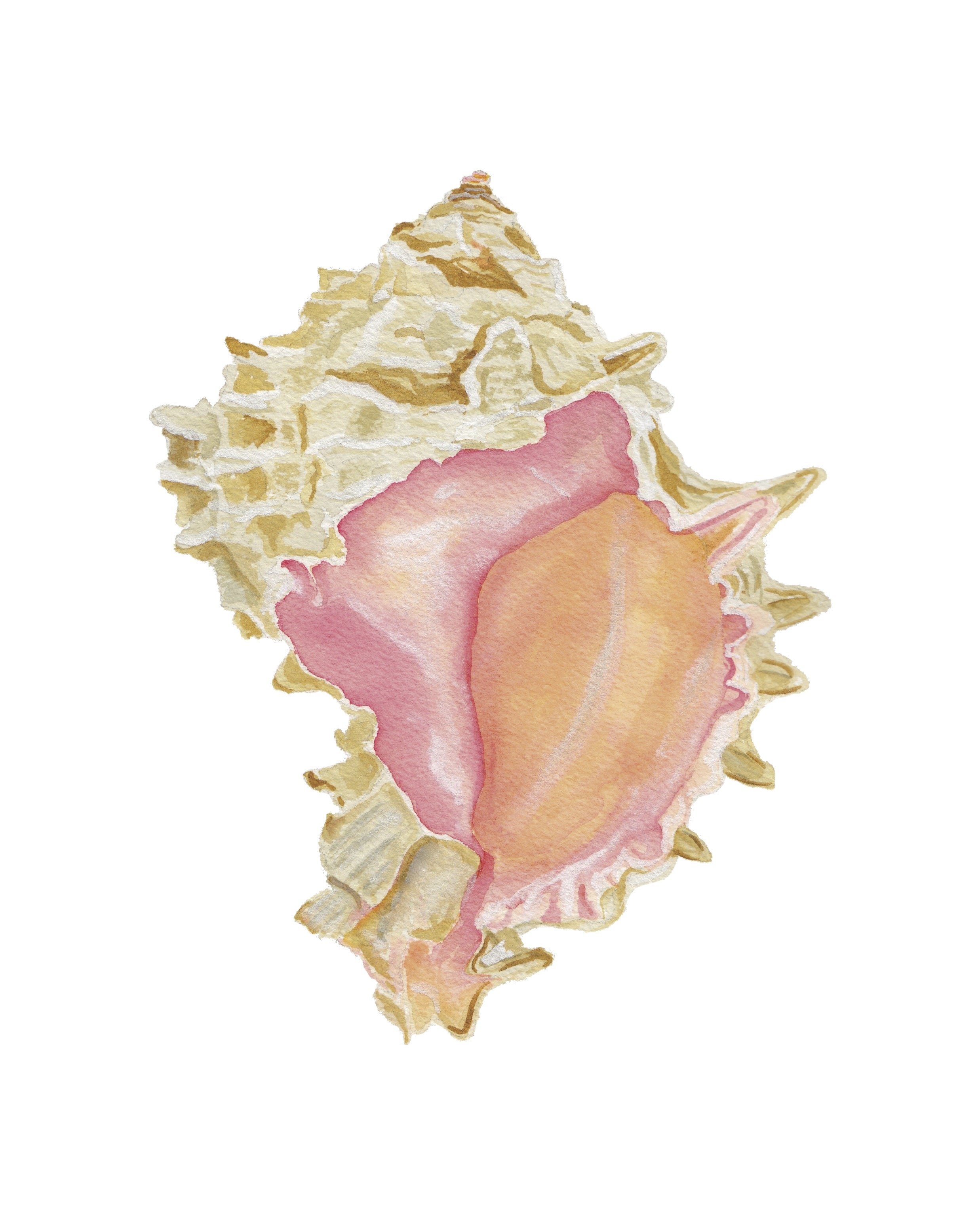 Pink Murex 8x10.jpg