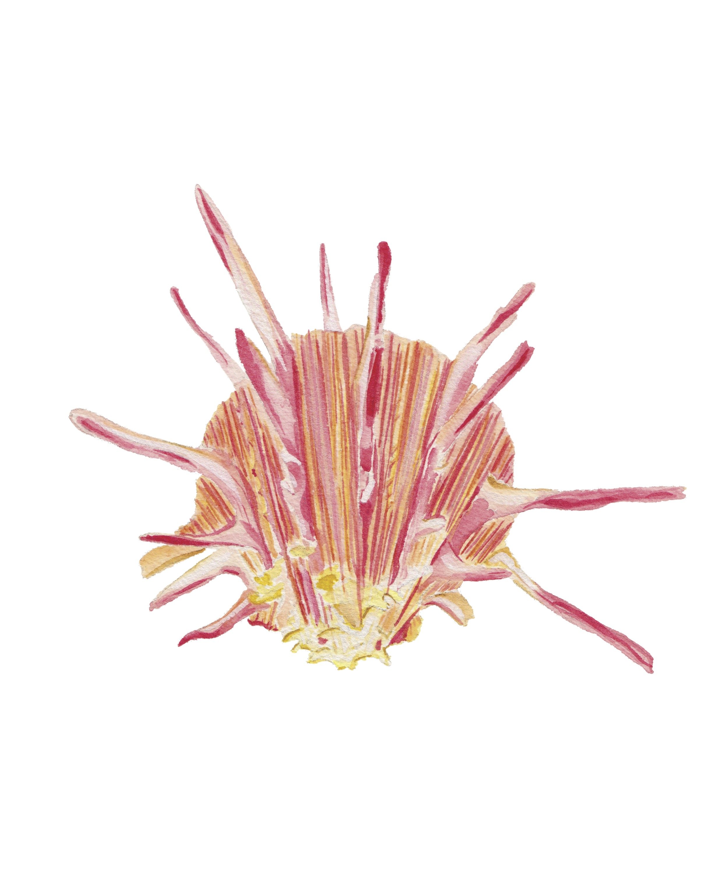 Spiny Oyster Shell 8x10.jpg