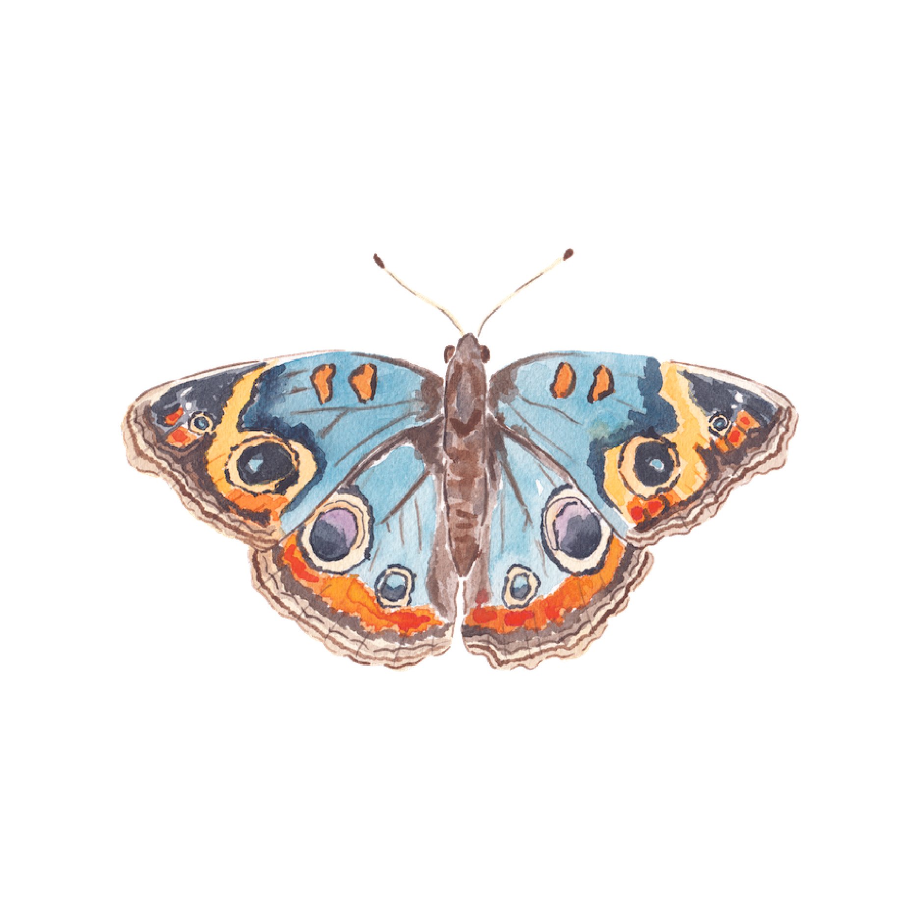 Butterfly August back.jpg