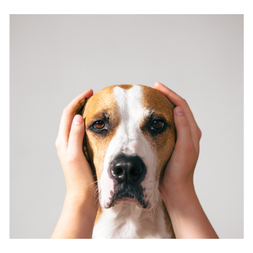 noise sensitive. .png