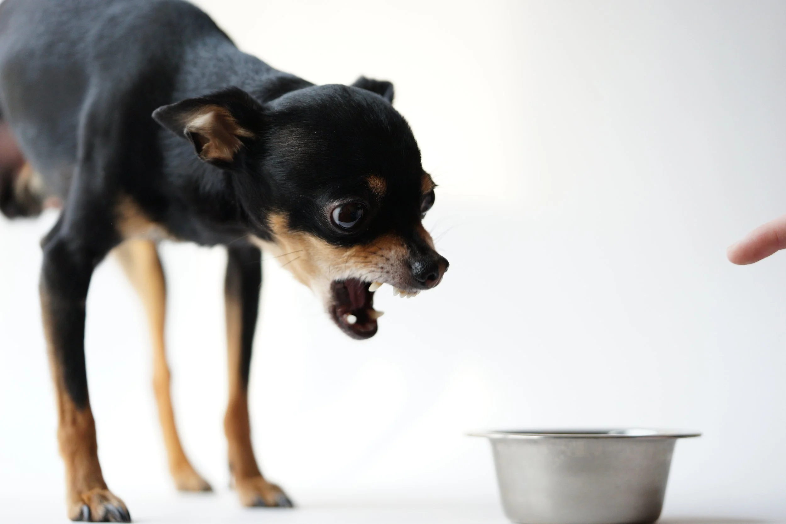 Resource Guarding - Possession Aggression — Barkitects Dog Training ...