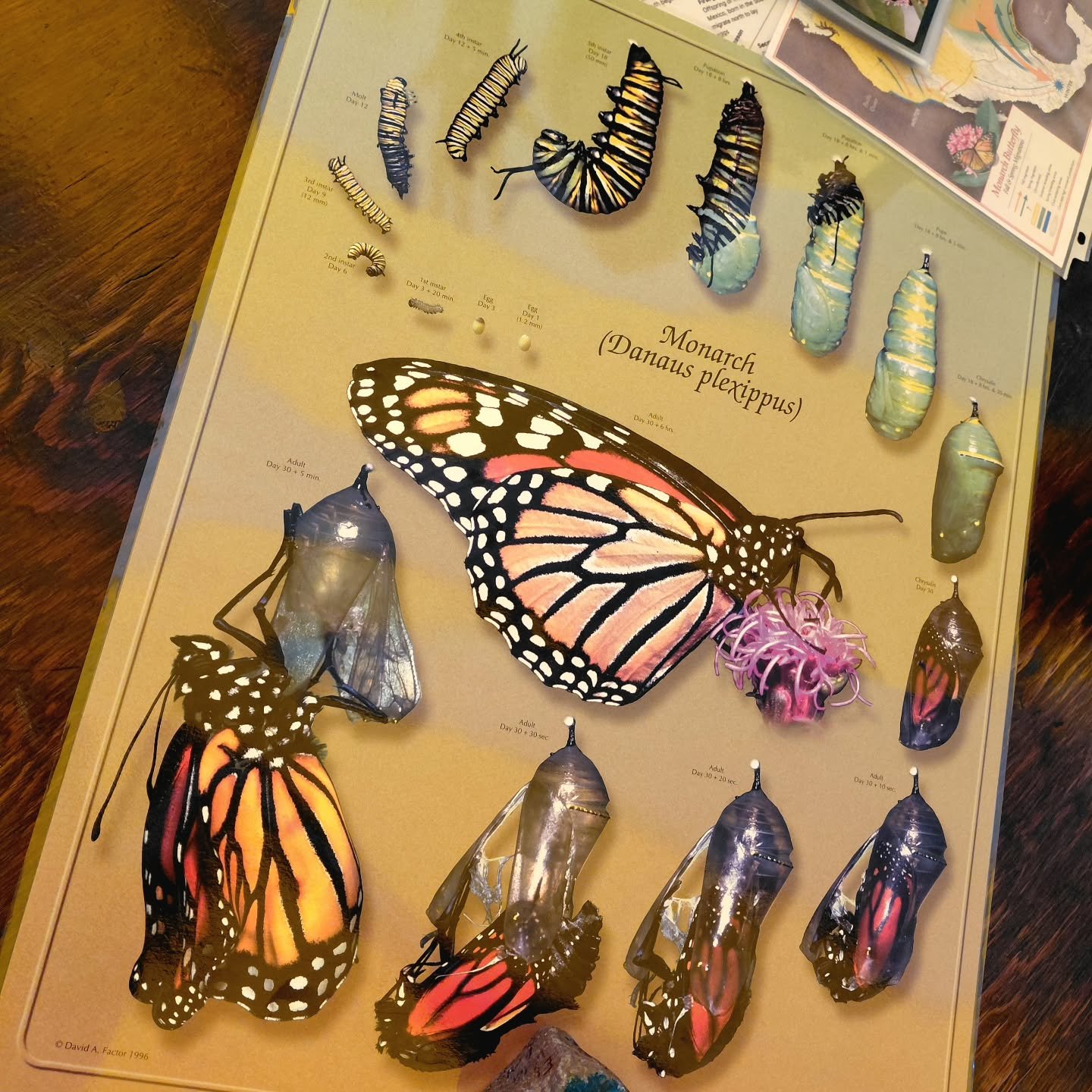 Monarchs in the park.