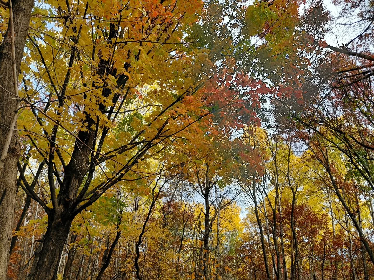 Took in some fall colors this afternoon at Springbrook. Autumn is the best time of year. 🍁