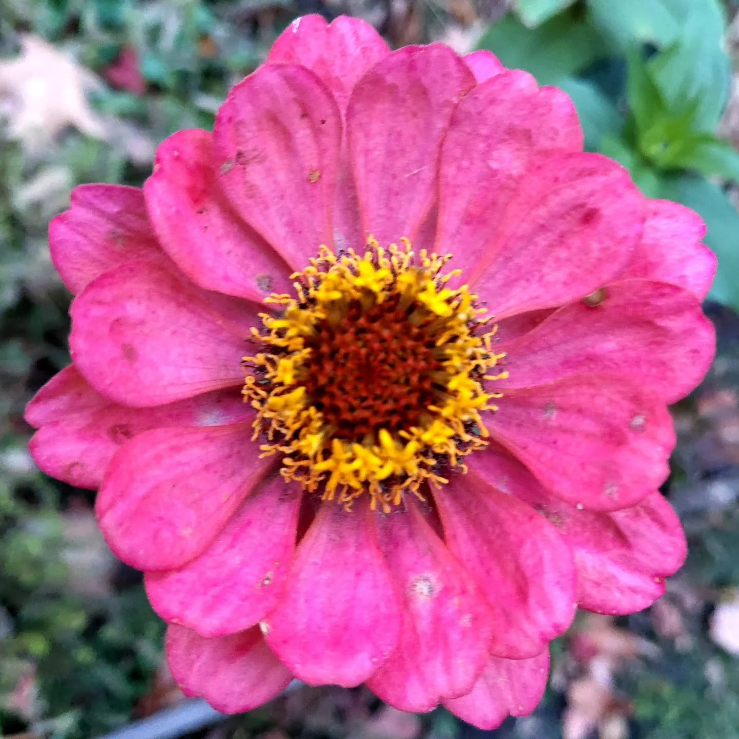 the leaves are looking splendid but don't forget about fall flowers.