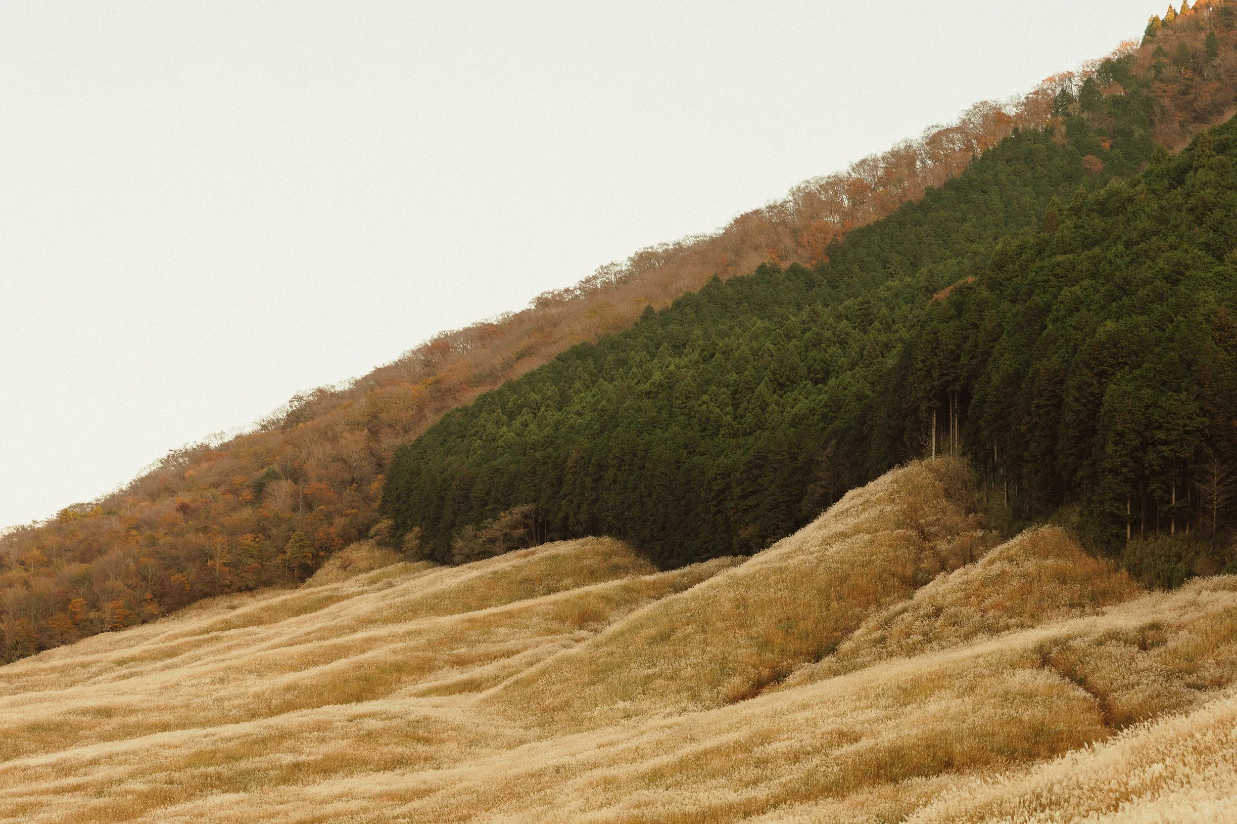 Sengokuhara Landscape at Golden Hour 
