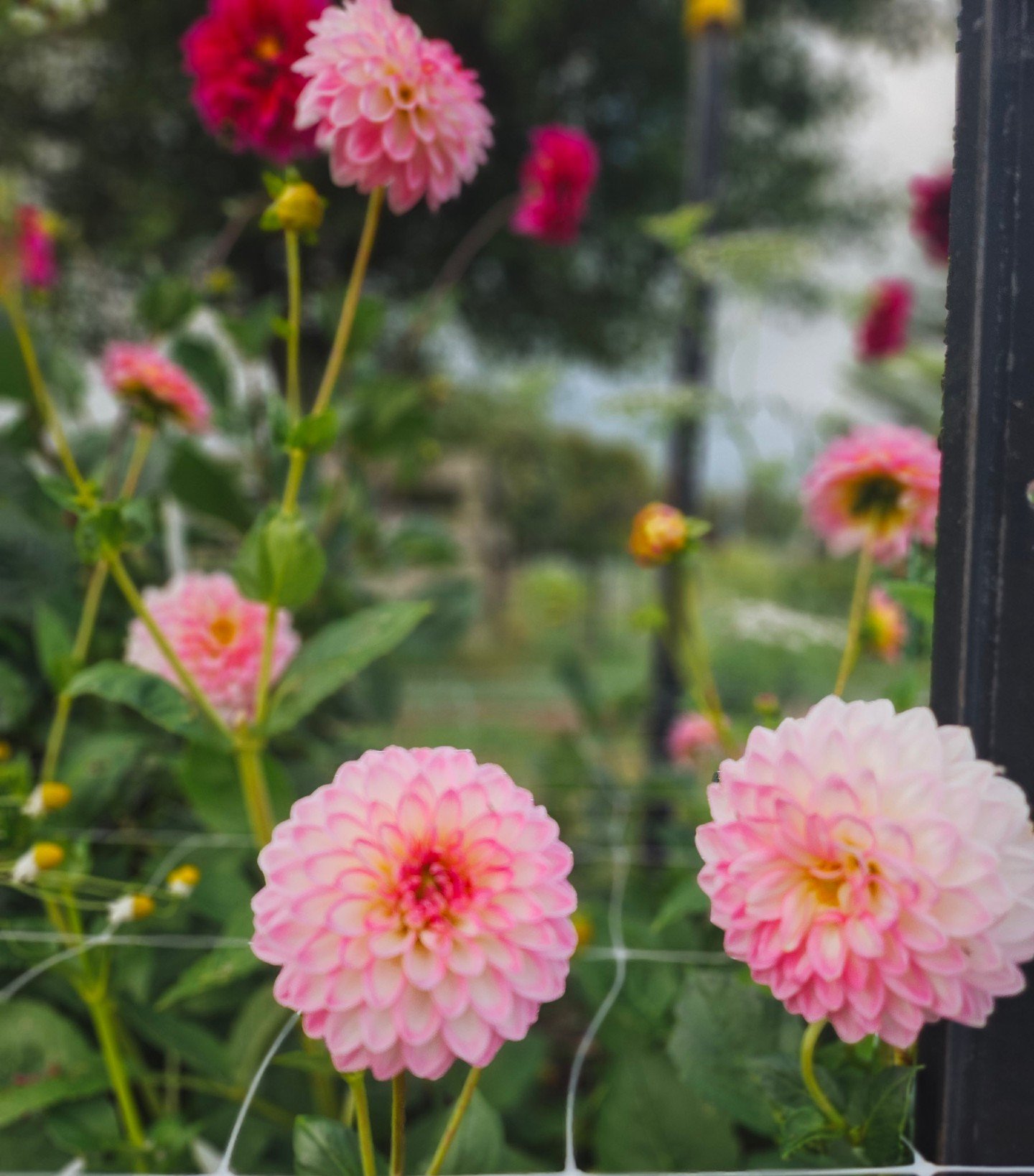 Loving the pops of pink in the Dahlia patch right now.

This is Arbatax and she always gives a great supply of luscious white and soft pink flowers 🌸 .

The other Dahlia's in the patch are starting to go strong to with pops of purple, deep reds, sof