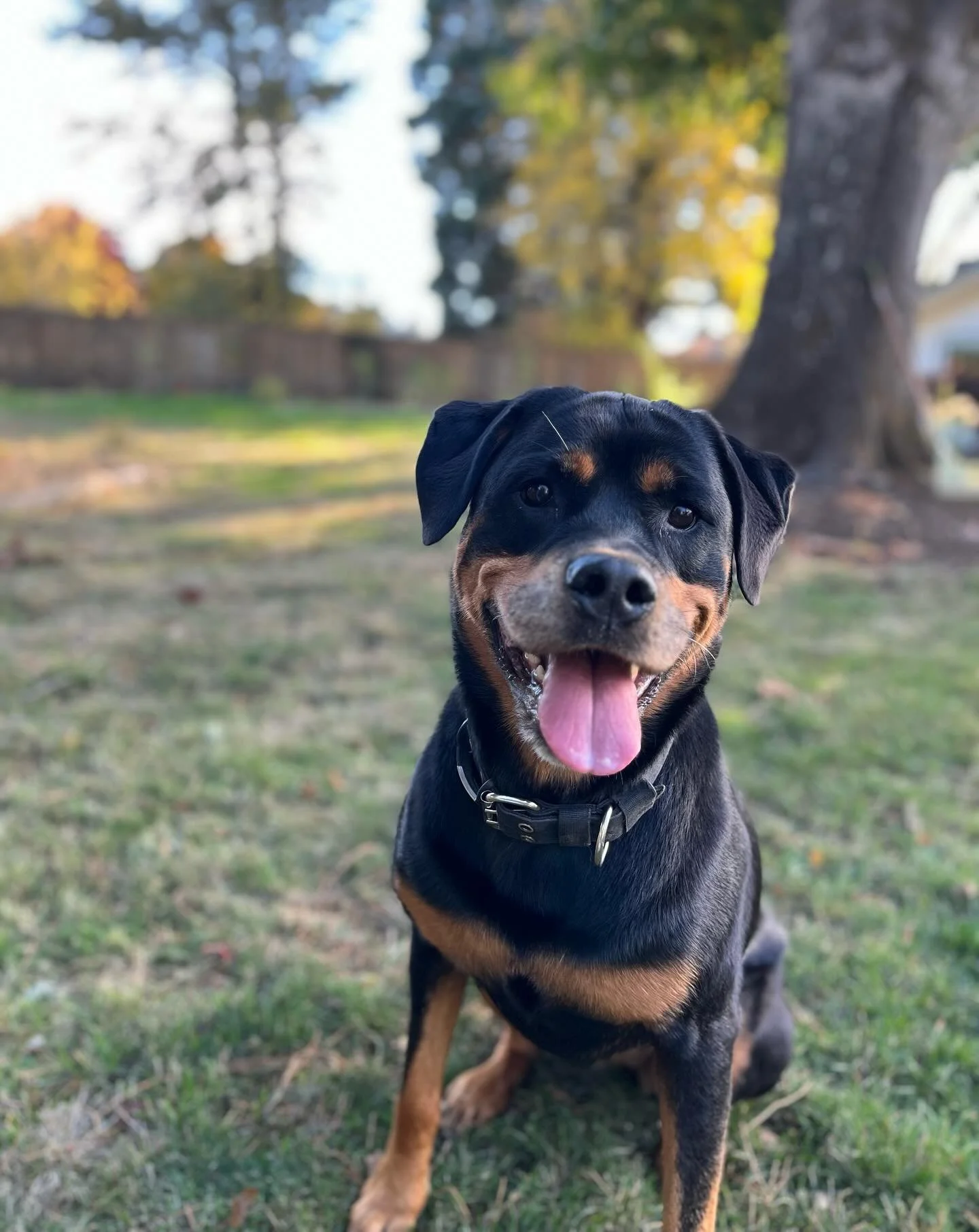 I just love this dog so darn much.