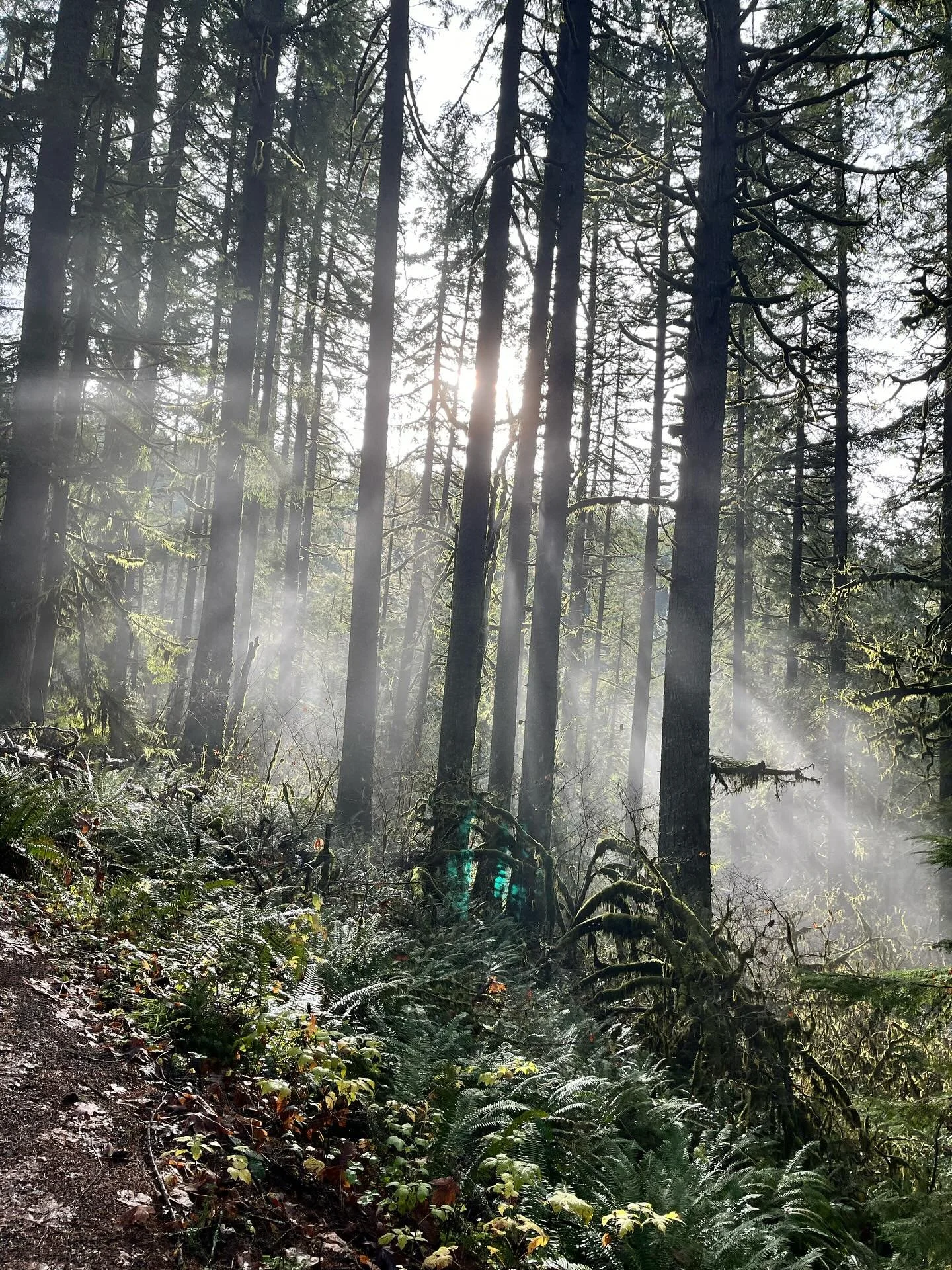 Waterfall mist at Silver Falls State Park 💚 Thanksgiving tradish hunting waterfalls. 

#grateful #oregon