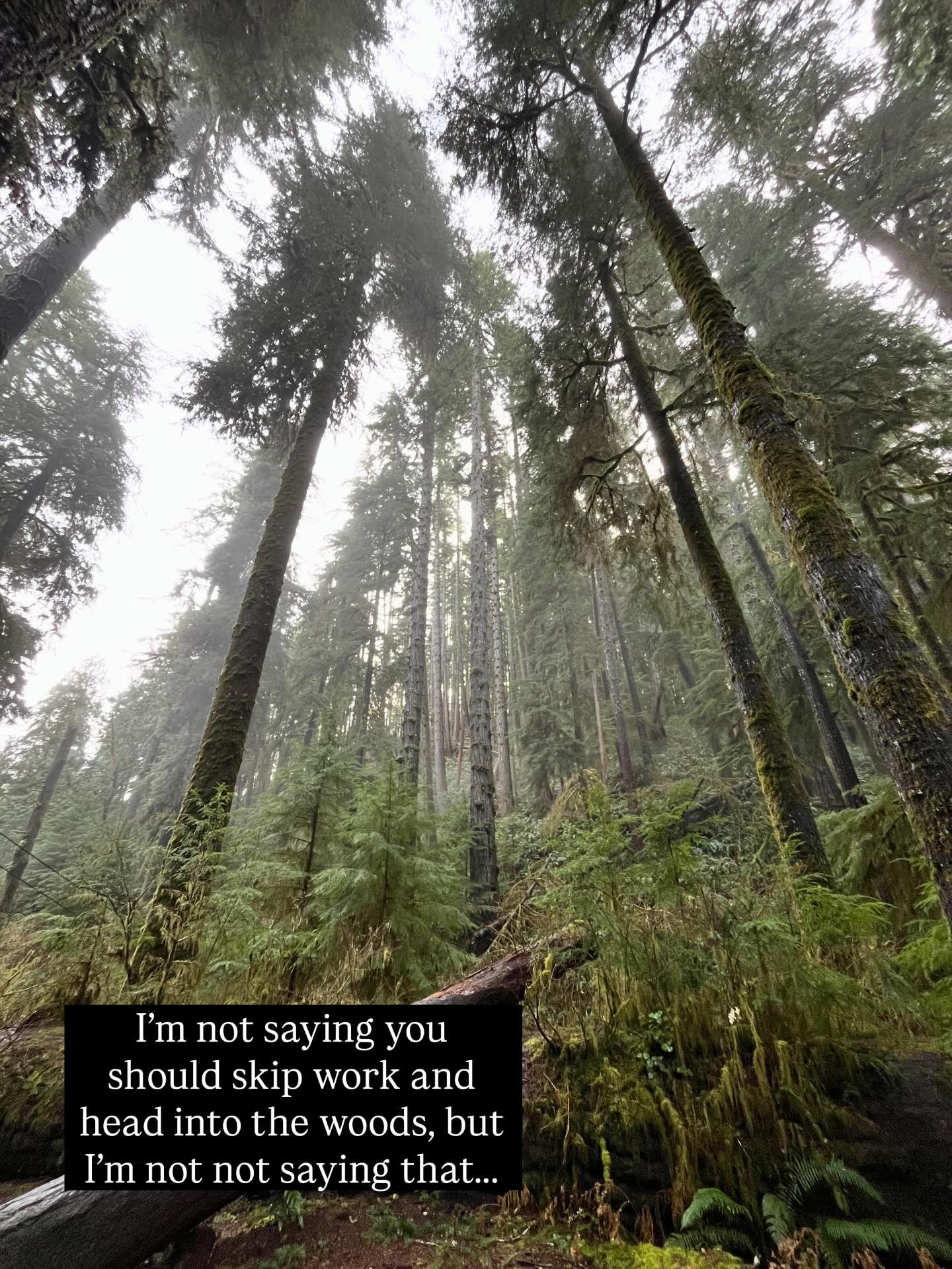 Something special about being surrounded by trees and the end of a cycle &amp; year. This is my nudge to go get into a forest 🌲

#pnw #forest #💚