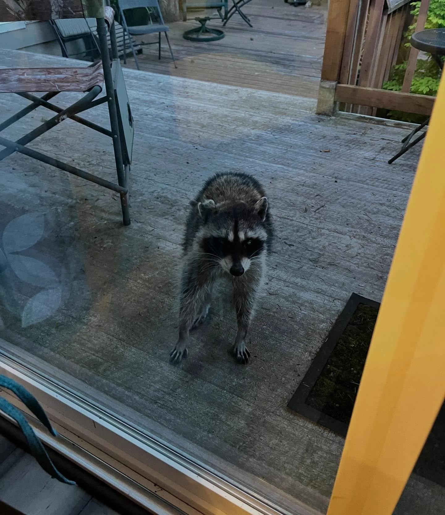 During a listing appointment last night, this lil cutie showed up to talk about the wildlife in the area 🤣 

#eugene #raccoonlife