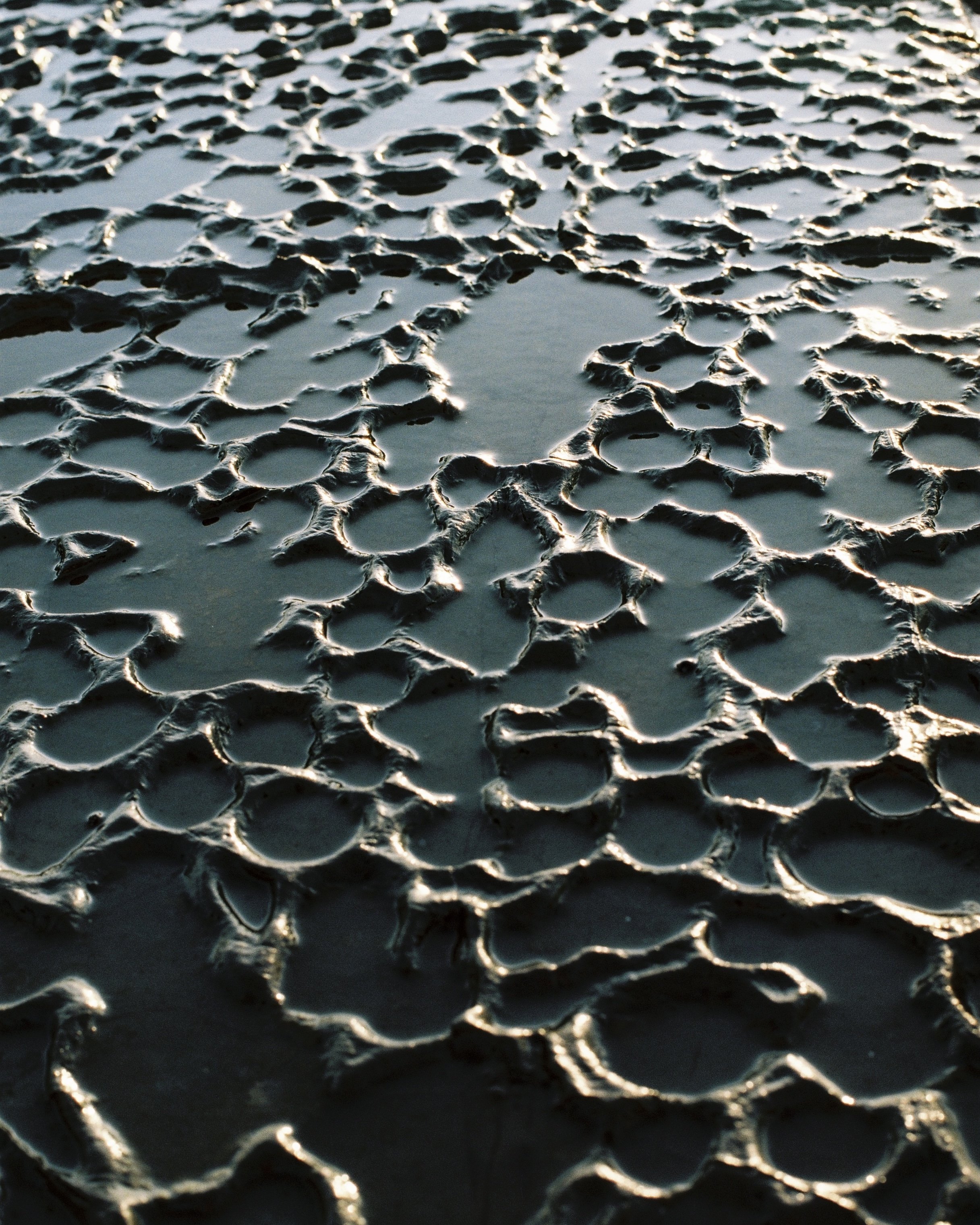 Close-up of cracked, wet mud with sunlight reflecting off the surface.