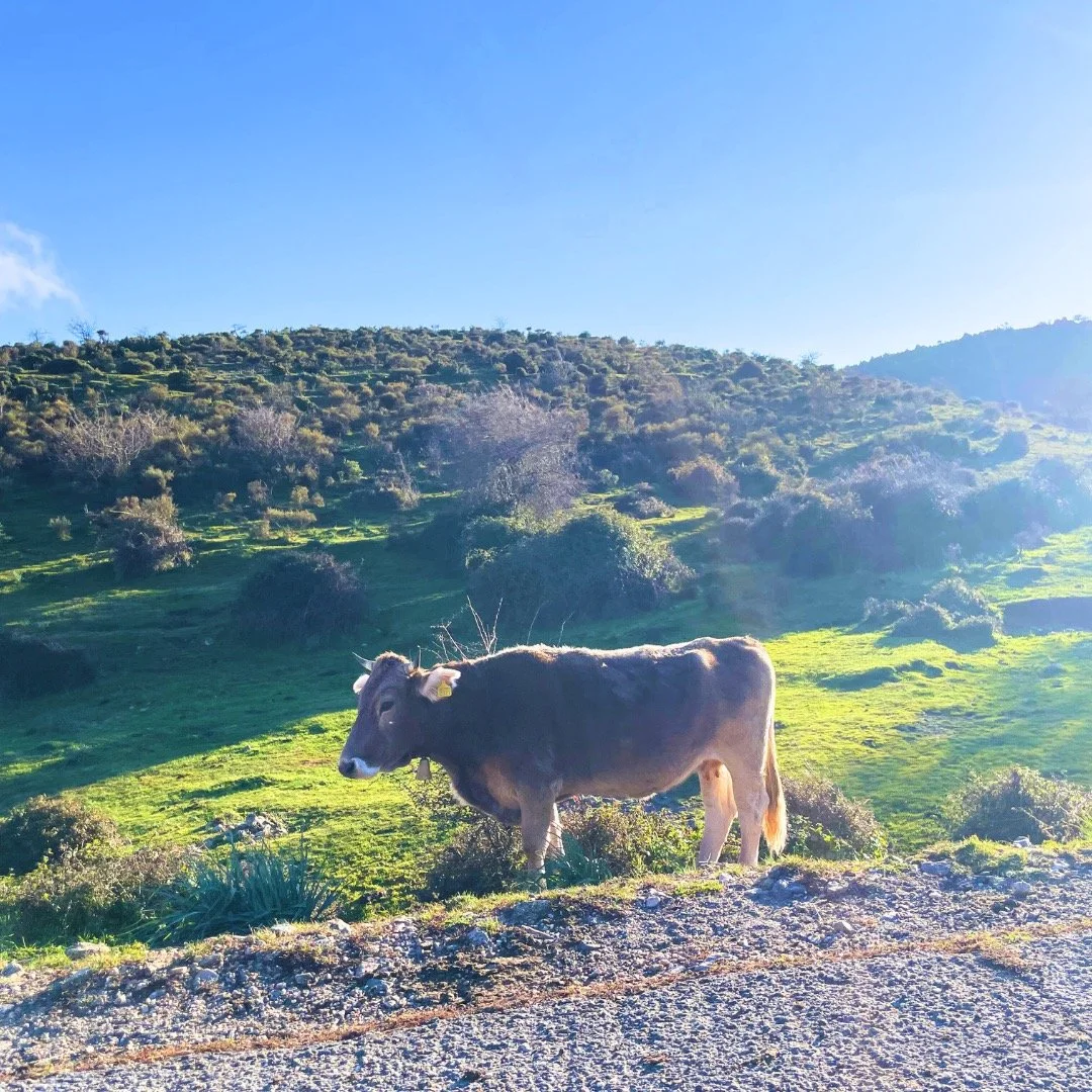 🐄 Secret to Longevity: Happy Cows? 🌿

Is the secret to longevity... happy cows? 🧐 Imagine cows roaming free in the mountains, enjoying the fresh grass, and moving from one pasture to another. These animals spend their days eating their favourite f