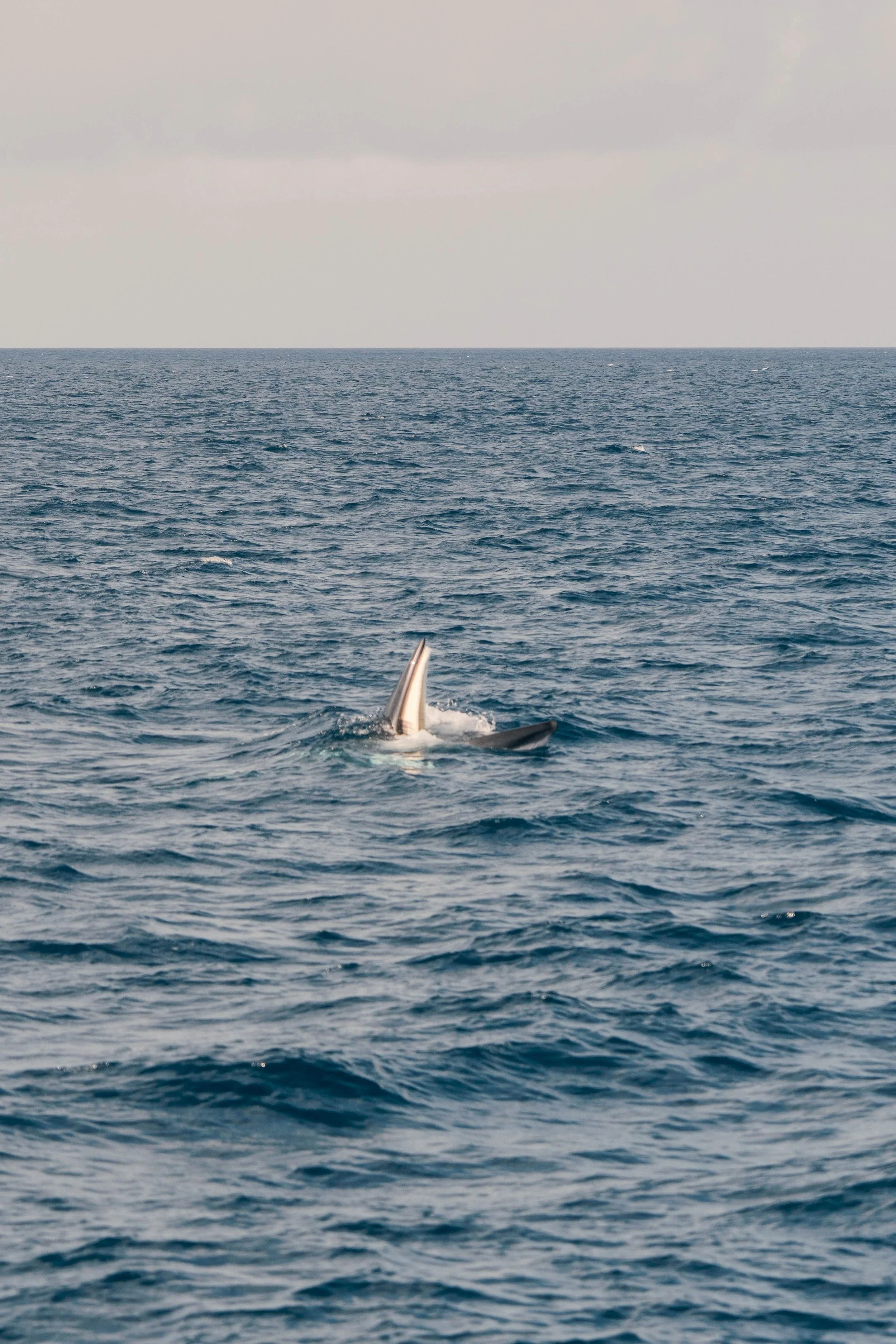 James Cook / Argo Minke Whale Project