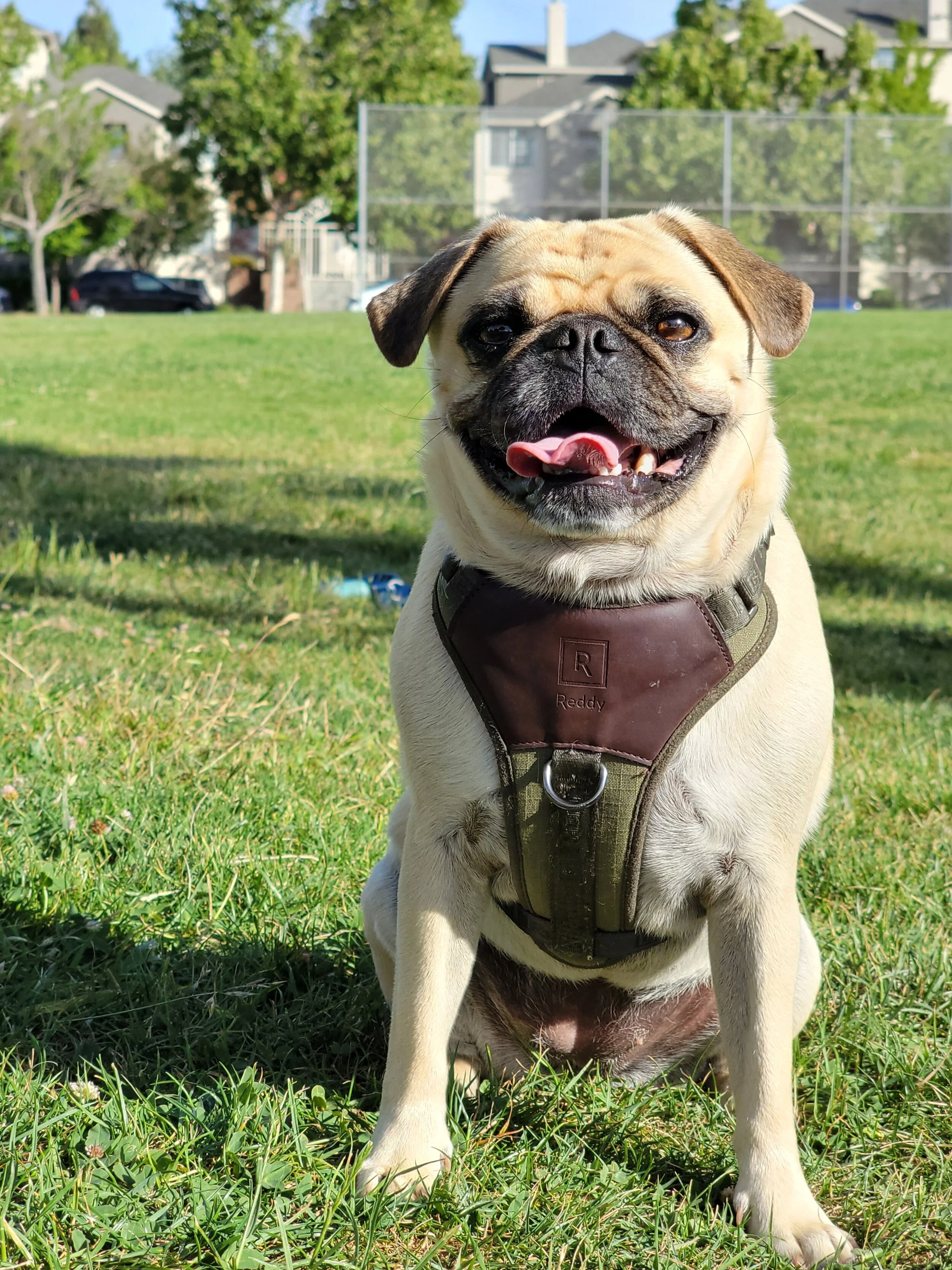 Bay are photographer's happy pug, Bubbles.