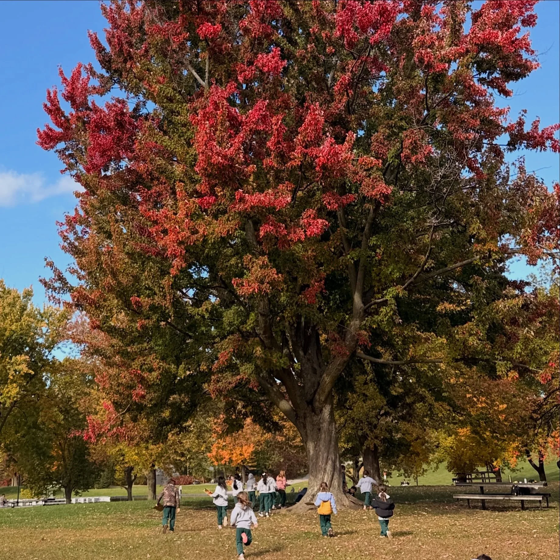 Learning at The Priory often takes children beyond the classroom. Our Grade 1 children recently spent a beautiful day at Mount Royal to begin their land-based learning unit on trees. Along the trail, they collected fallen leaves, and began to discove