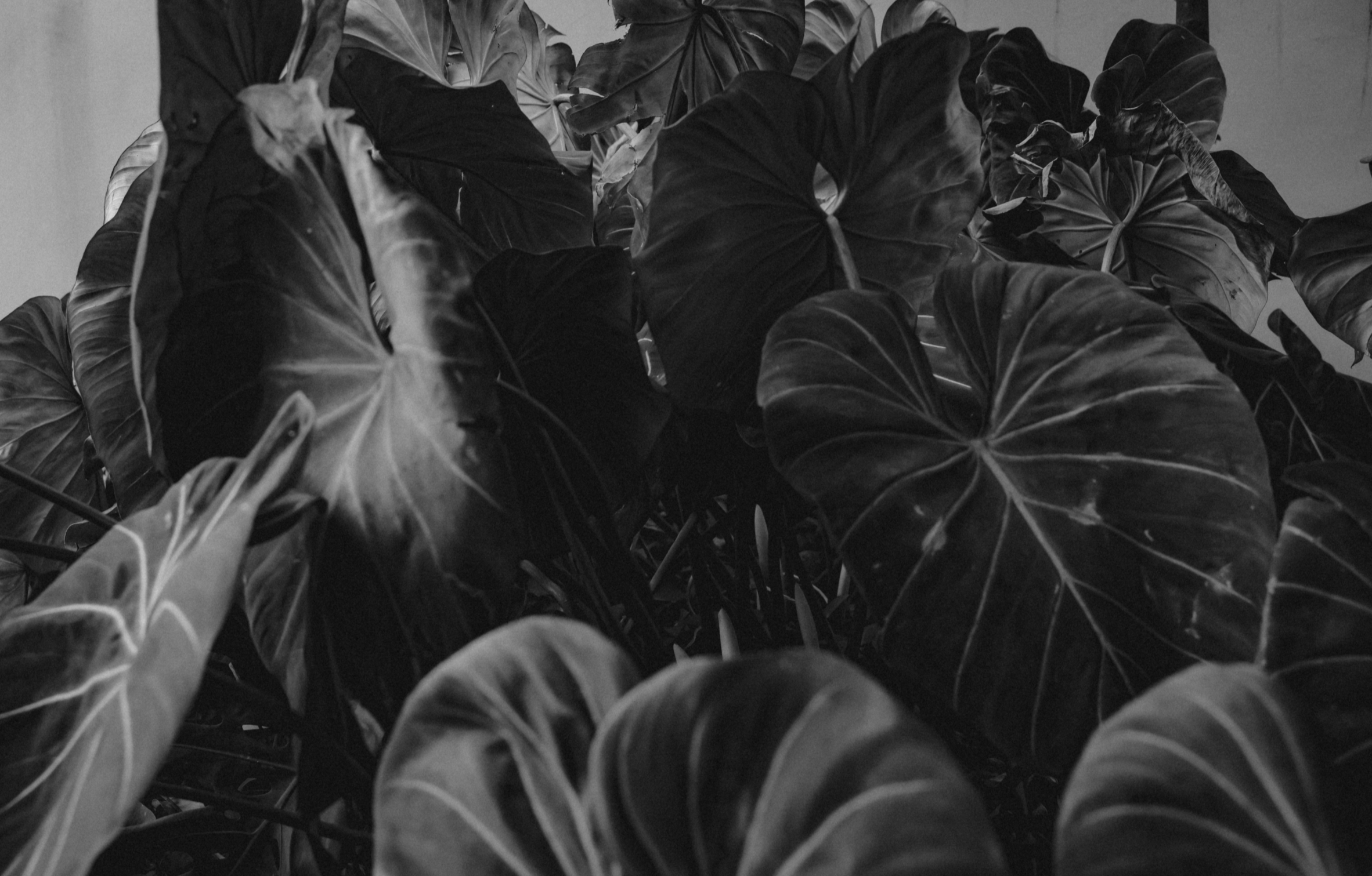 LE VENT