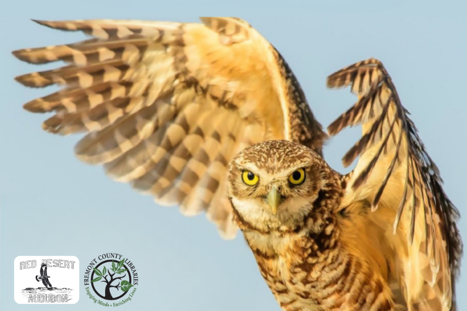 Migration of Wyoming's Burrowing Owls Across North America