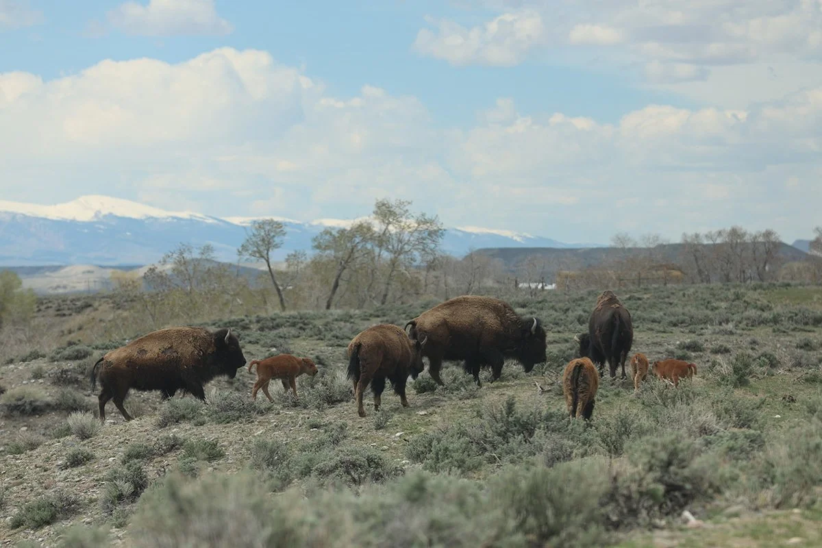 Buffalo Rematriation Is all about Relationship